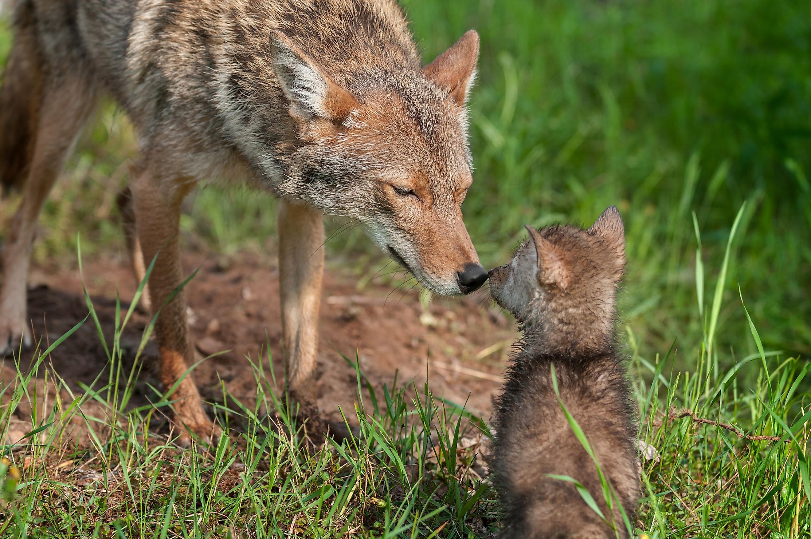 A coyote and her pup.