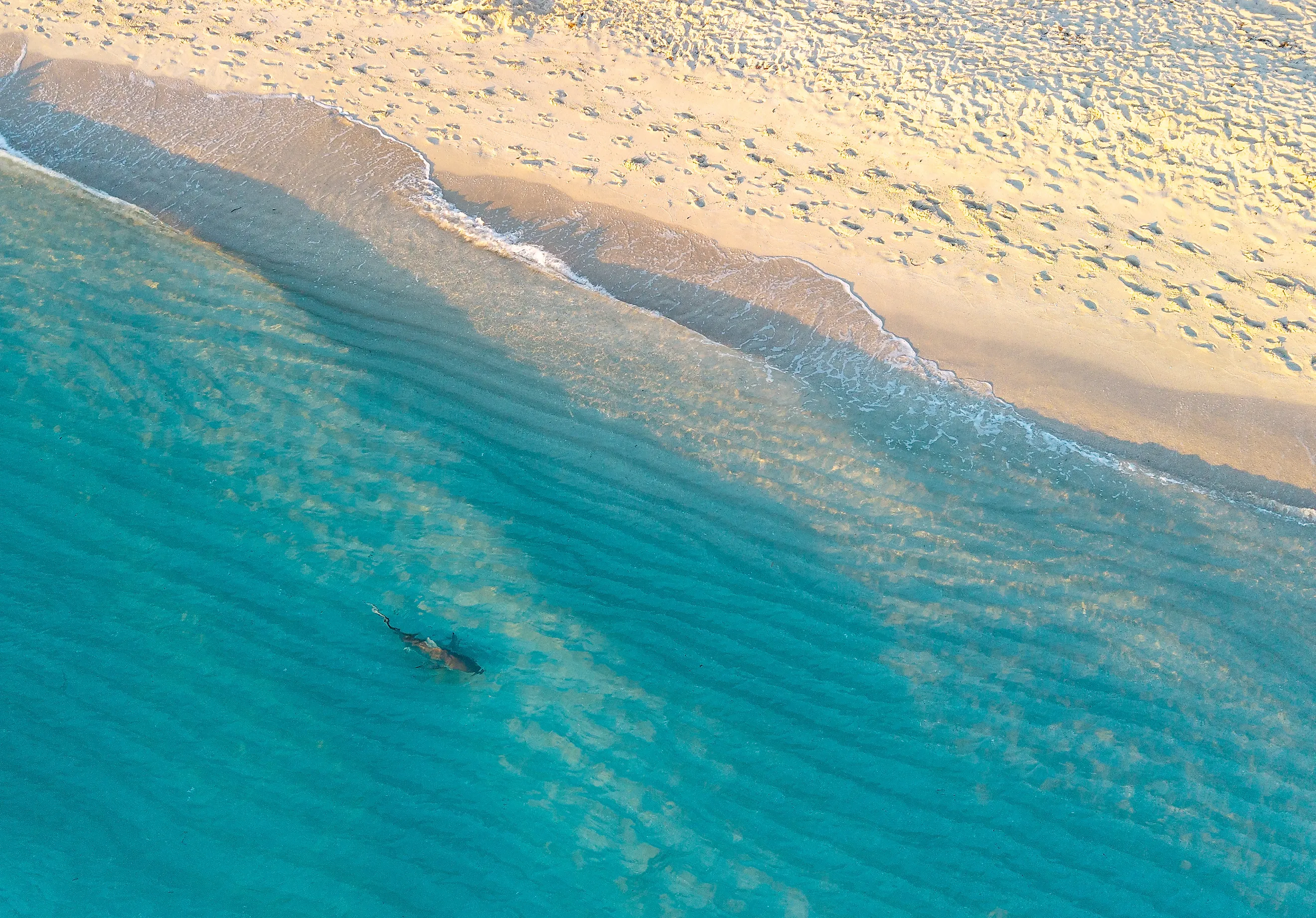 Shark swimming in shallow water in Miami Beach by drone