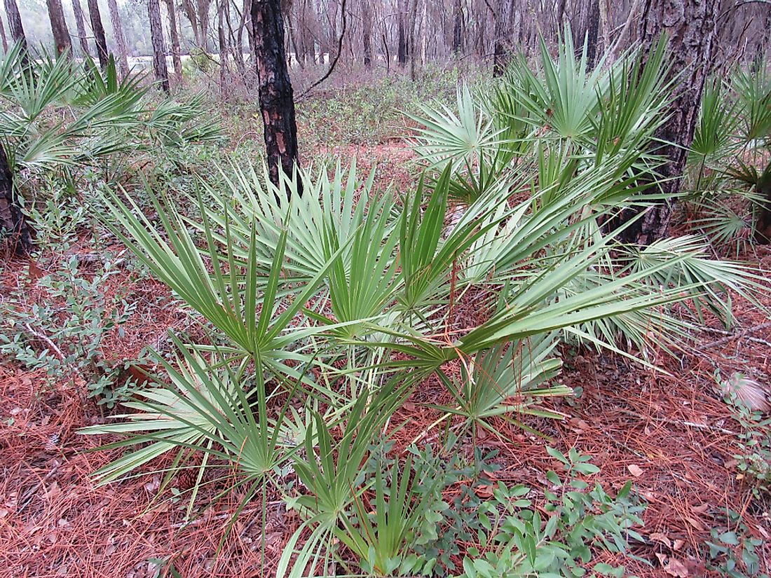 Are Palm Trees Native To Florida WorldAtlas are-palm-trees-native-to-florida-worldatlas
