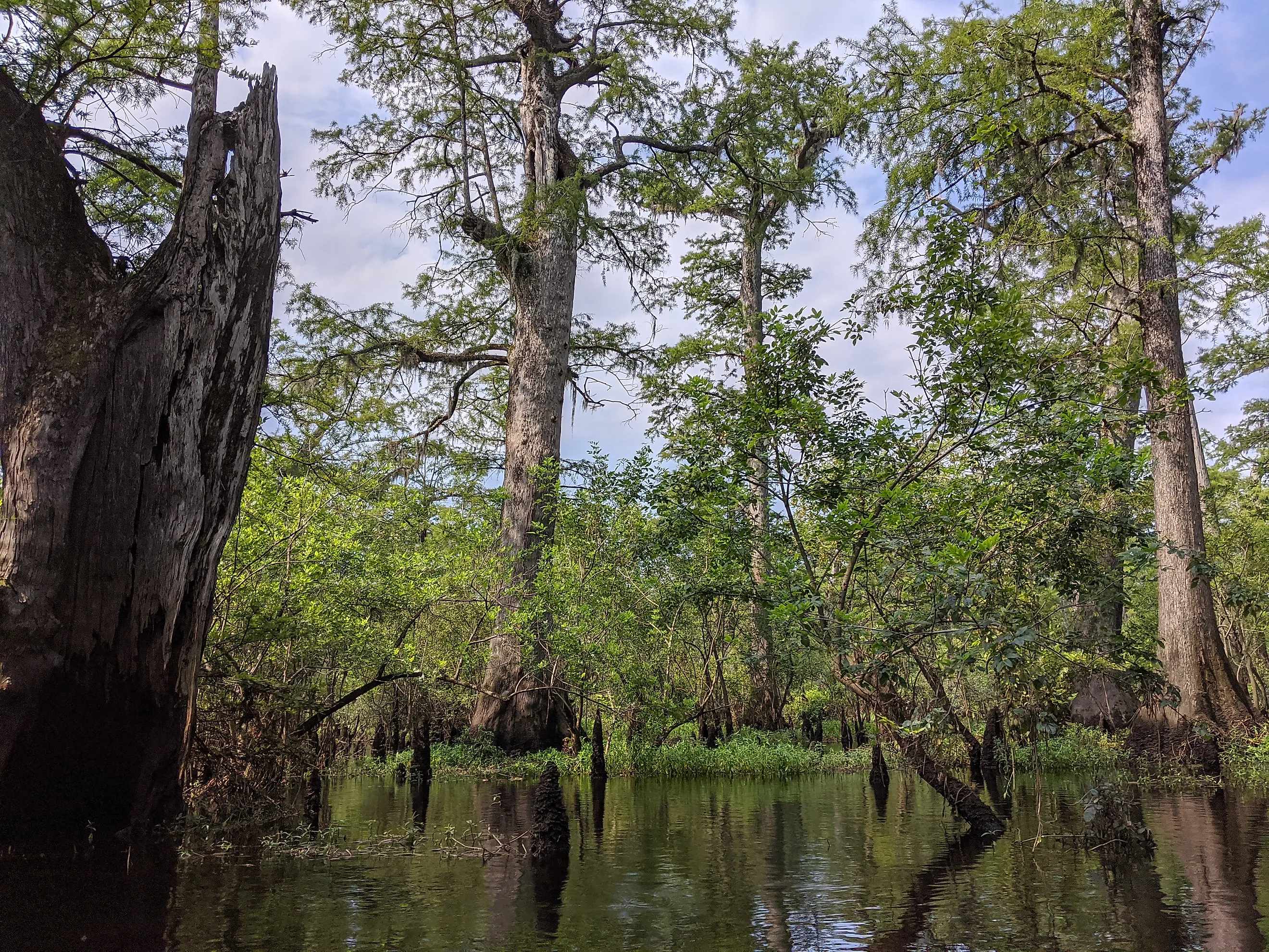 Three Sisters Swamp on the Black River near Ivanhoe, NC