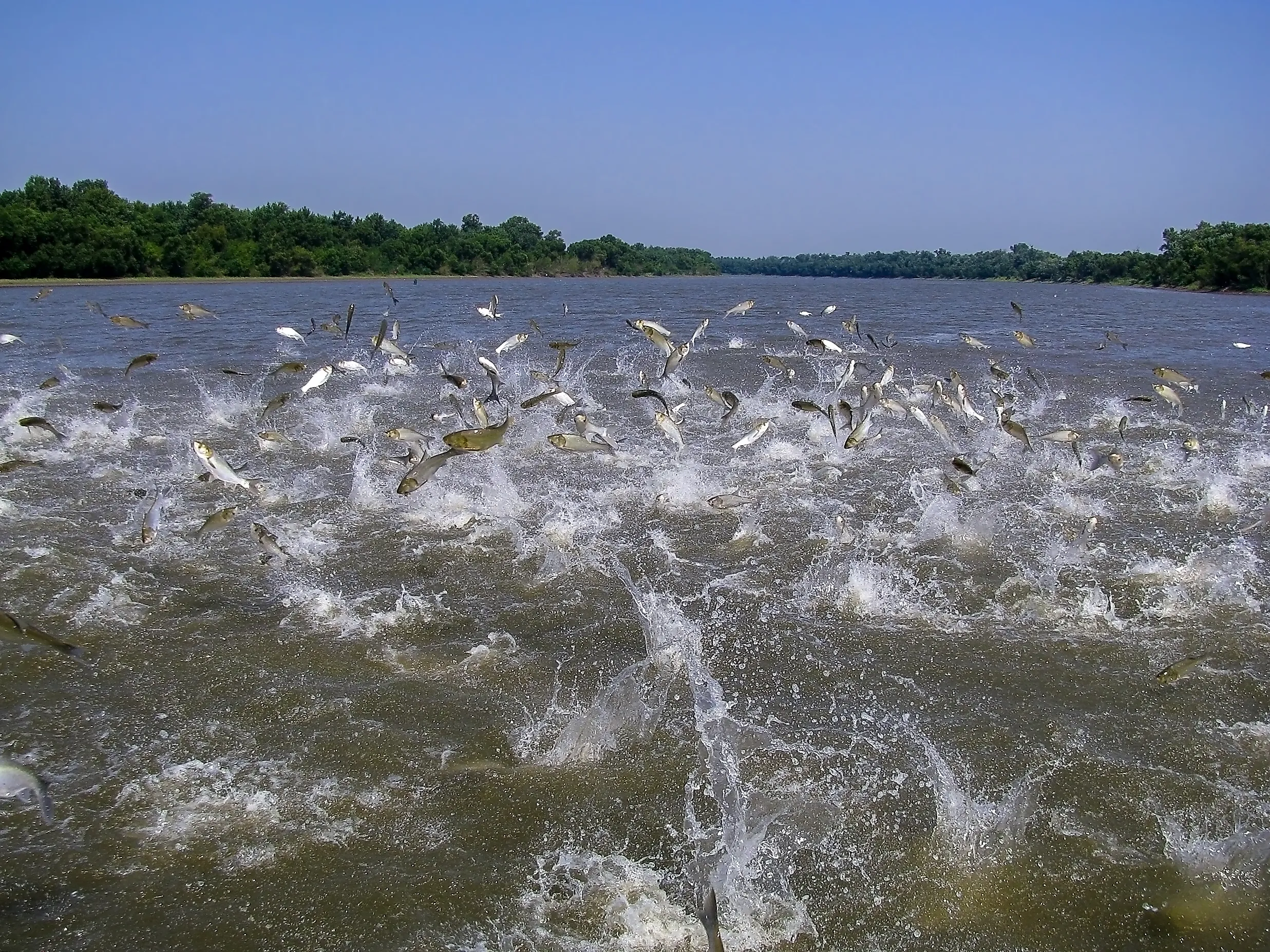Flying Asian carp massively jump out of the water. 