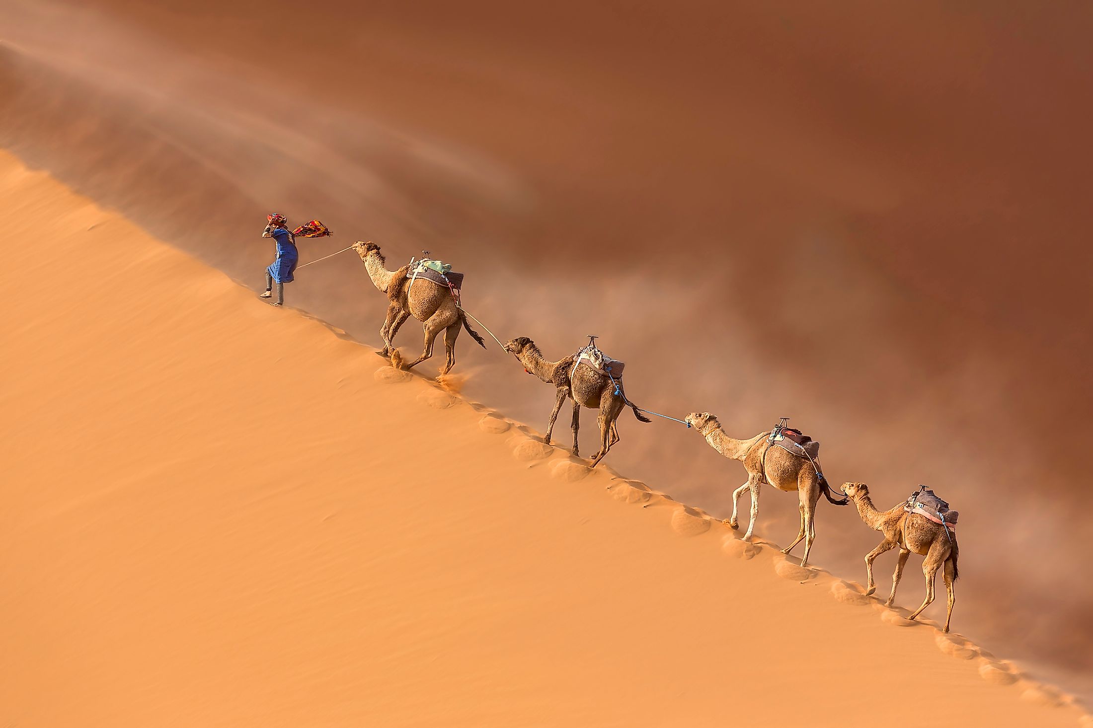 A camel Caravan in the Sahara desert during a desert storm in Morocco.