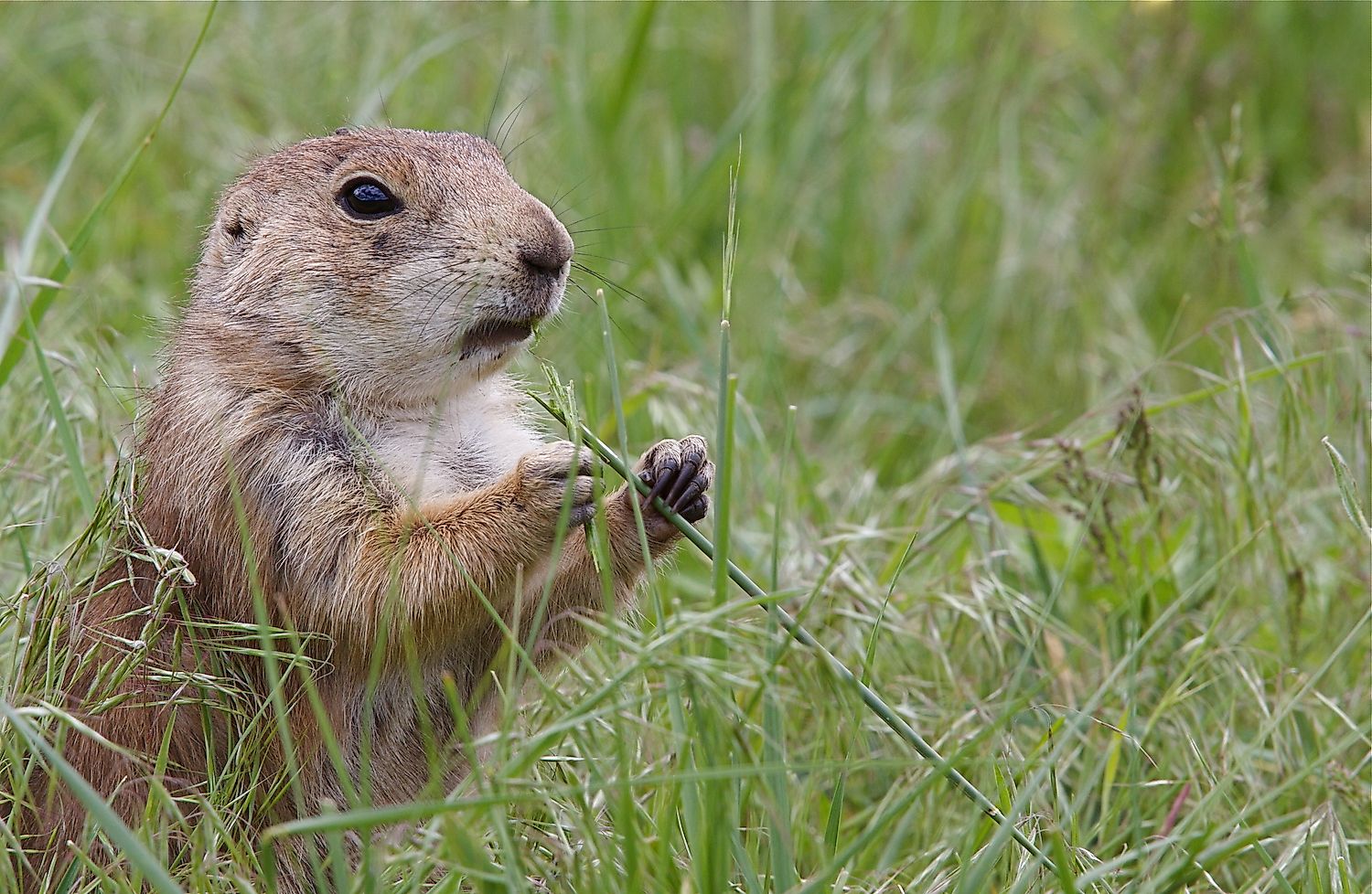 Black Tailed Prairie Dog feeding. Image credit: Tom Reichner/Shutterstock.com