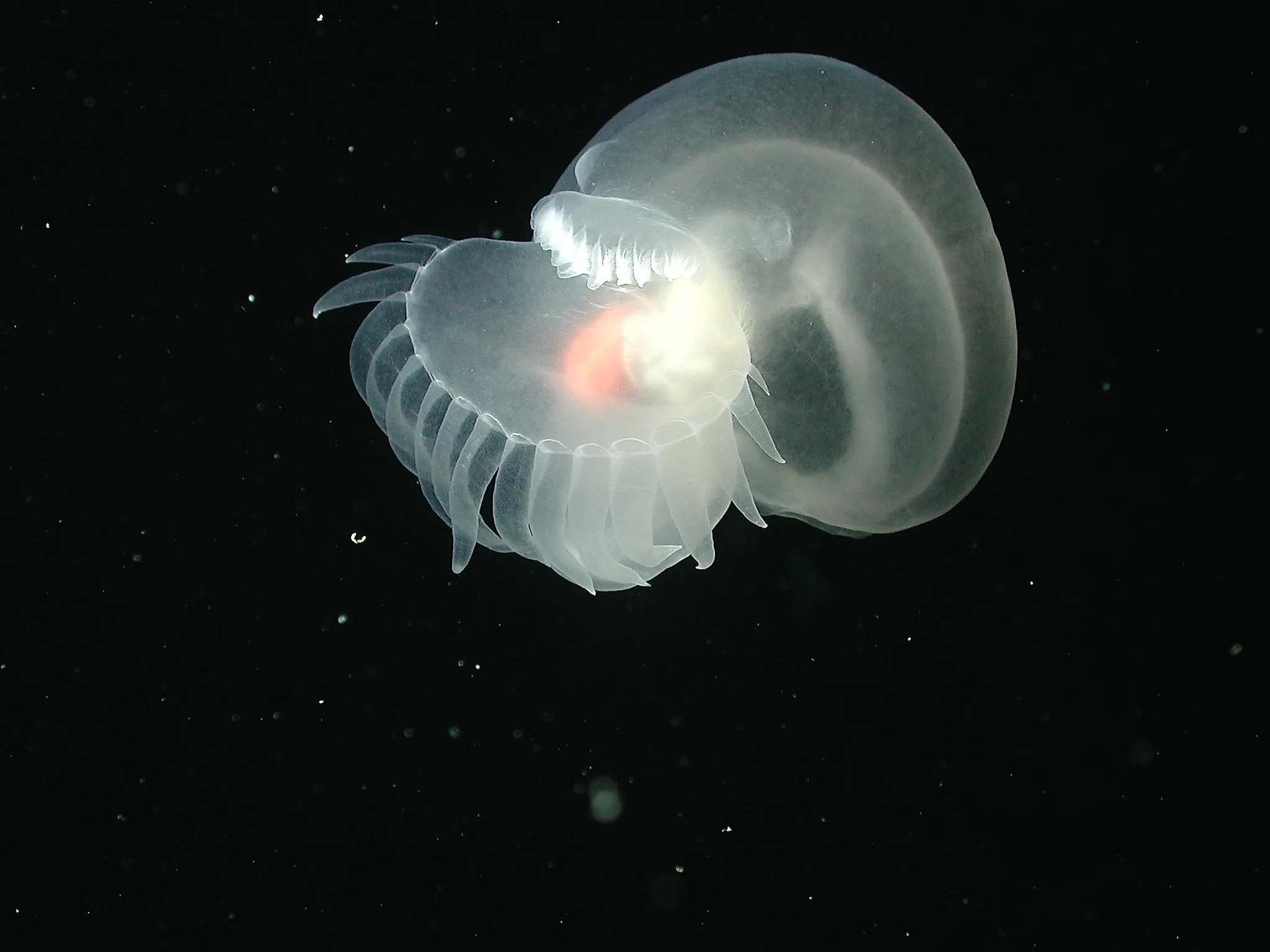 The recently discovered Bathydevius caudactylus, a sea slug, or nudibranch. NOAA Photo Library: expl0806, CC By 2.0, https://creativecommons.org/licenses/by/2.0/deed.en