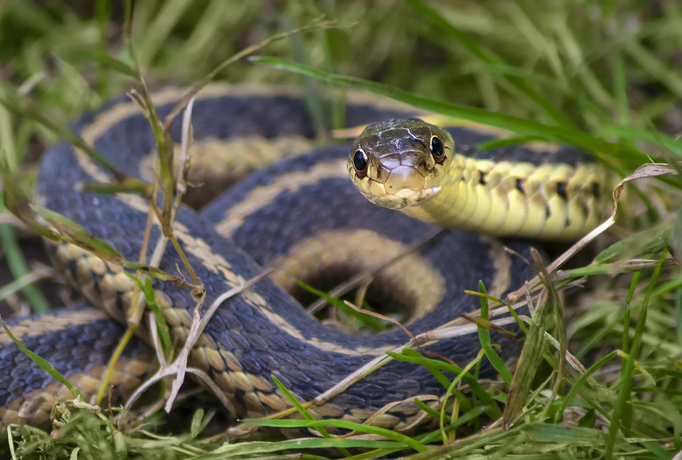 Common garter snake coiled in the grass, facing the camera.