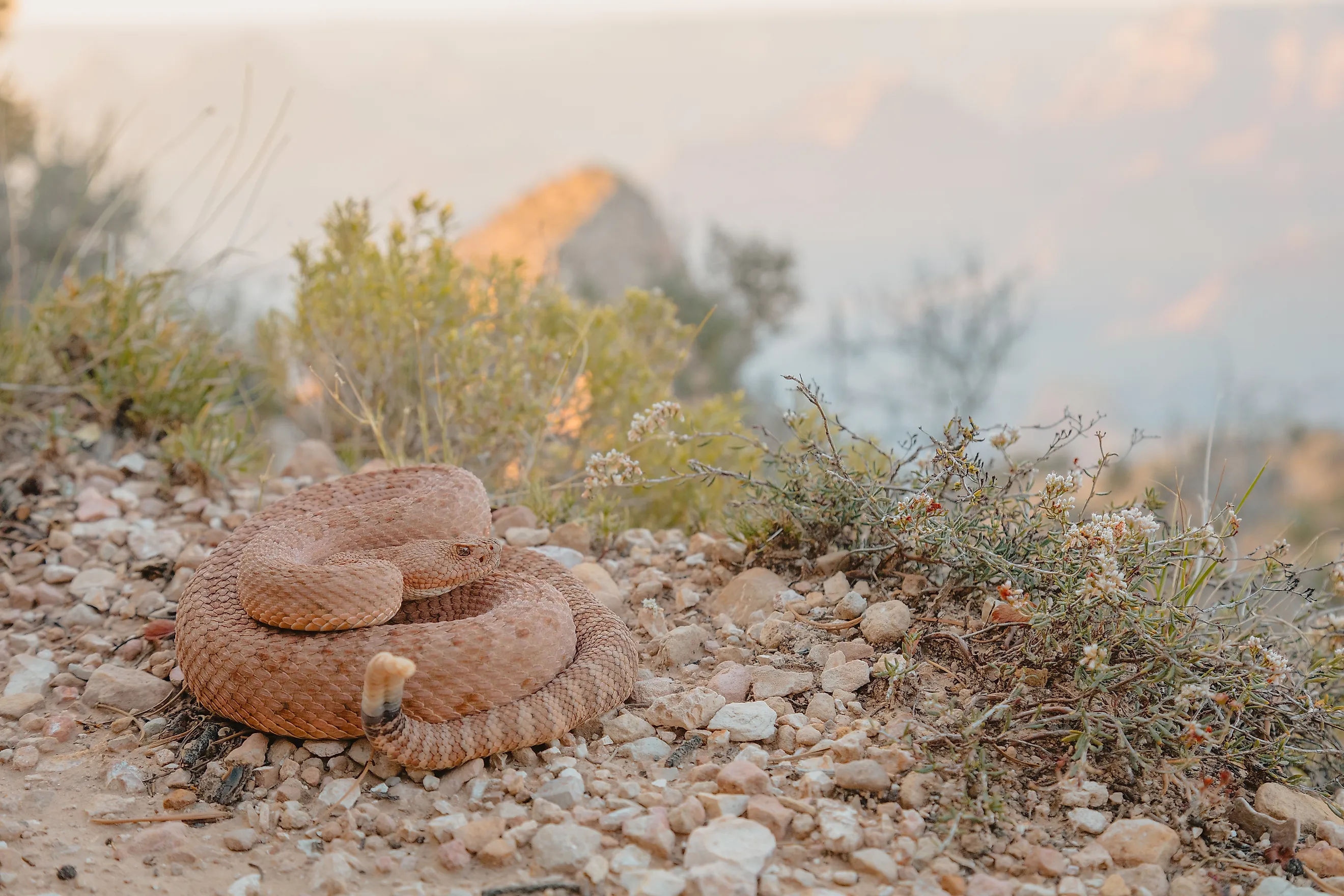 Crotalus abyssus (Grand Canyon Rattlesnake)