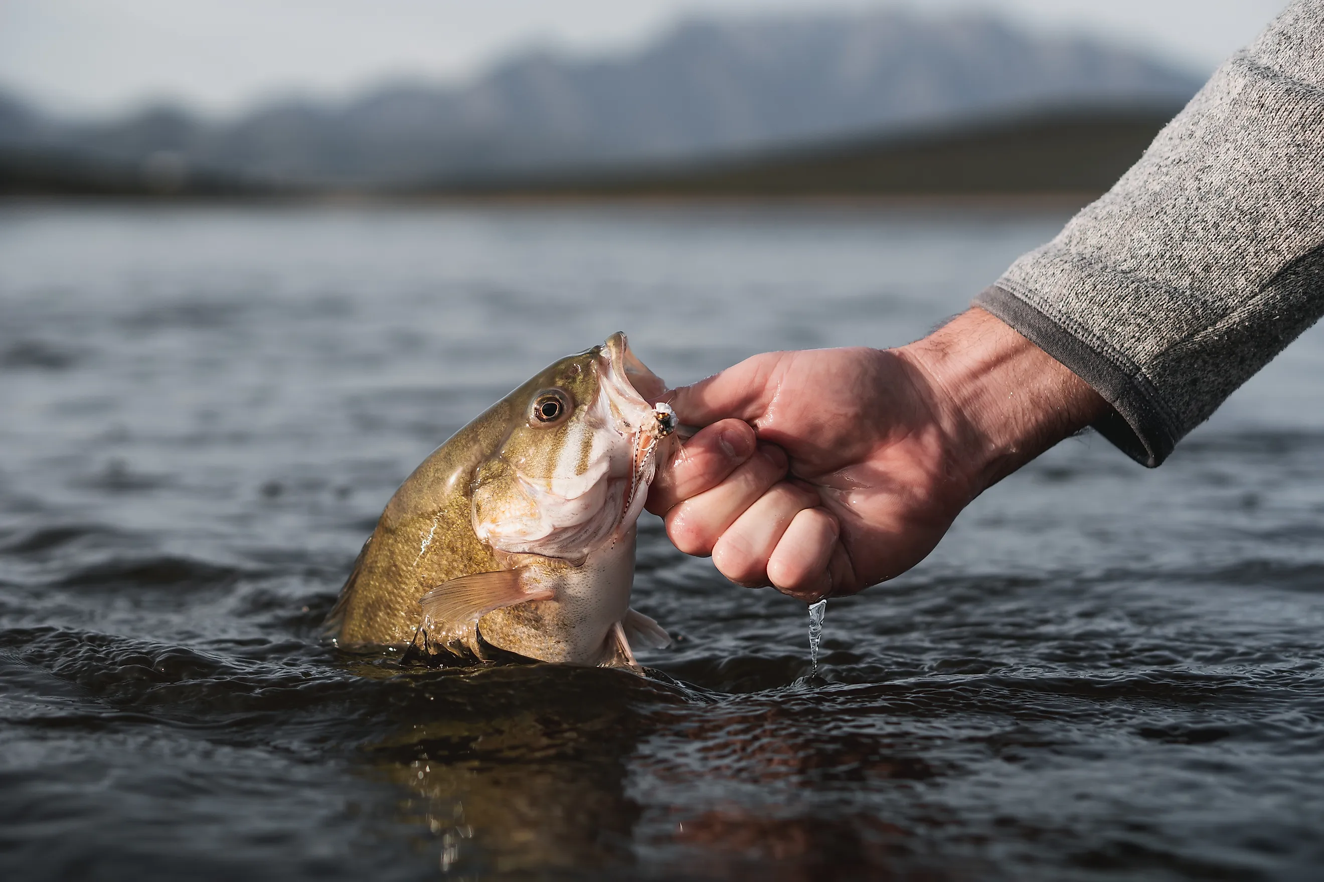 Summer catch of a smallmouth bass. Credit: Gabriel Botha/ Shutterstock.com
