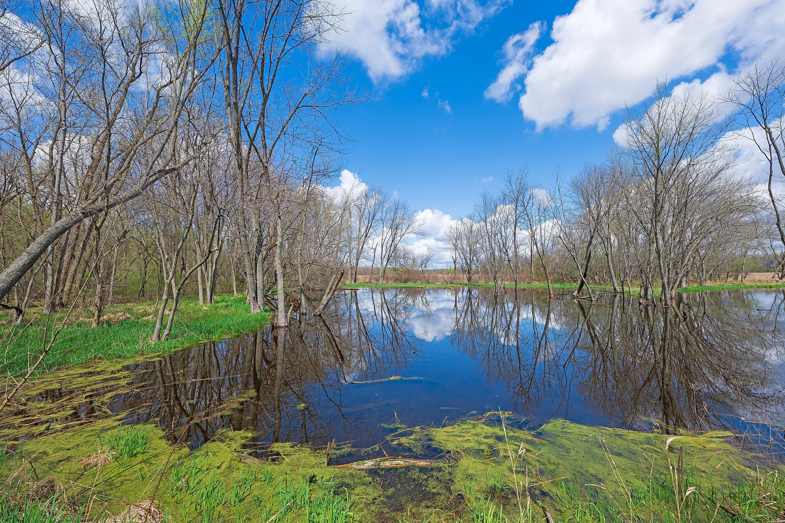 Flooded Wetlands in Moraine Hills State Park, Illinois. 
