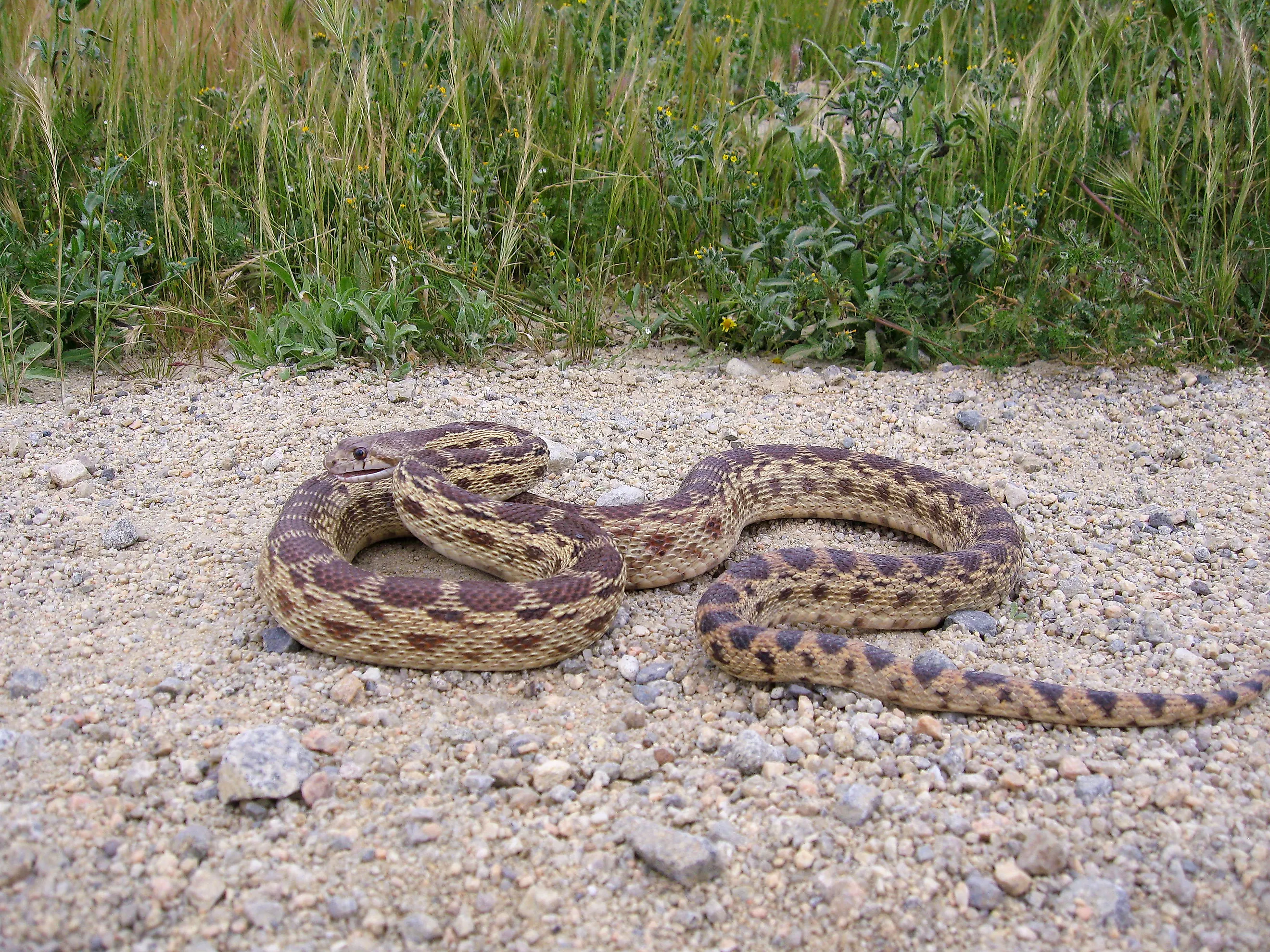Timber Rattlesnake.