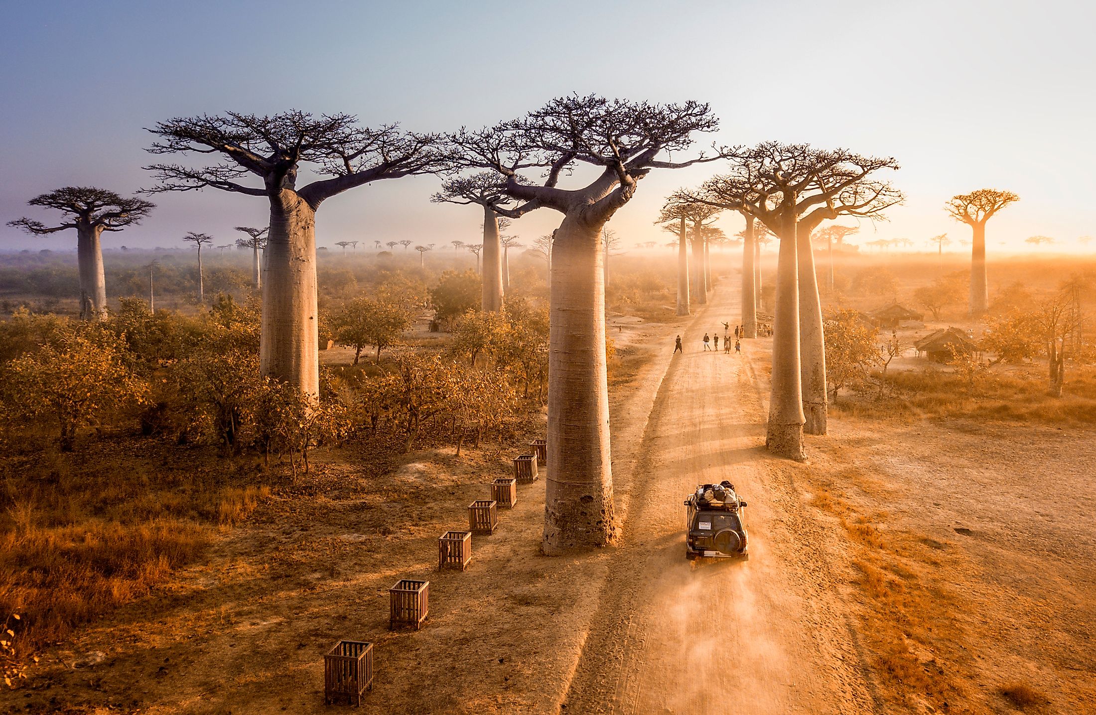 Avenue Of The Baobabs, Madagascar - WorldAtlas