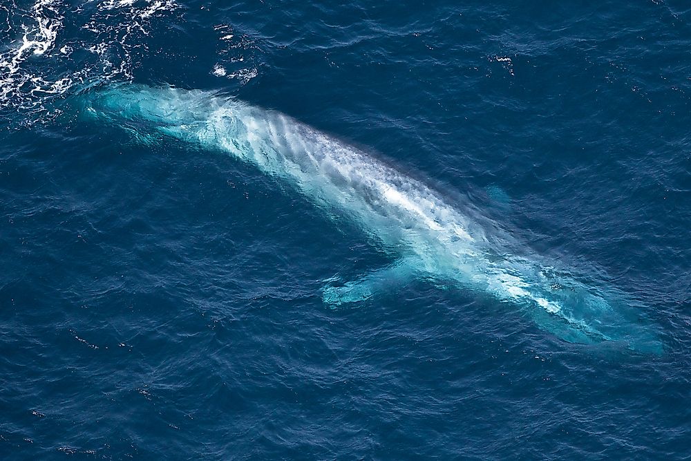 The tail of a blue whale in the Indian Ocean.