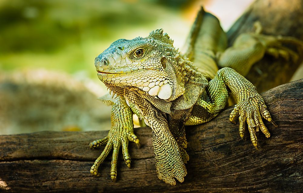 A green iguana.
