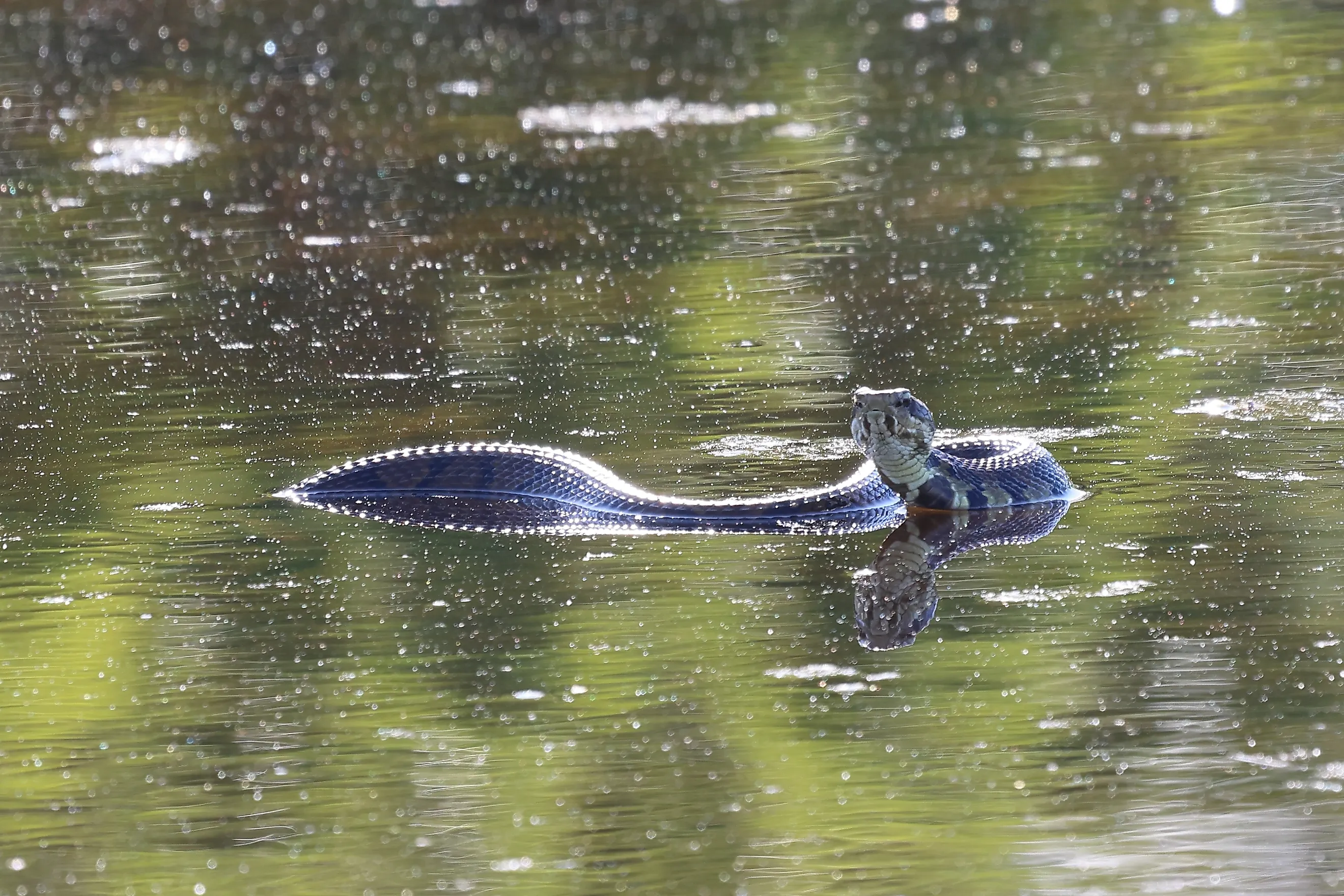 A large venomous water moccasin, one of the species found in Arkansas. 