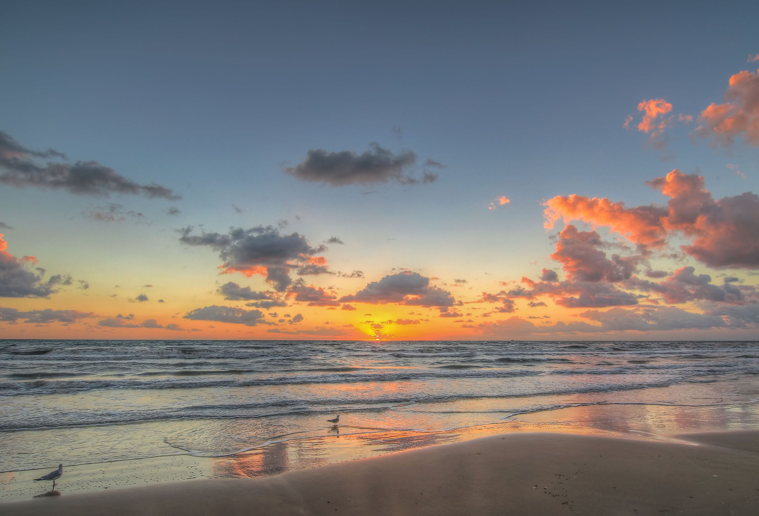 Seagulls at sunrise on South Padre Island, Texas.