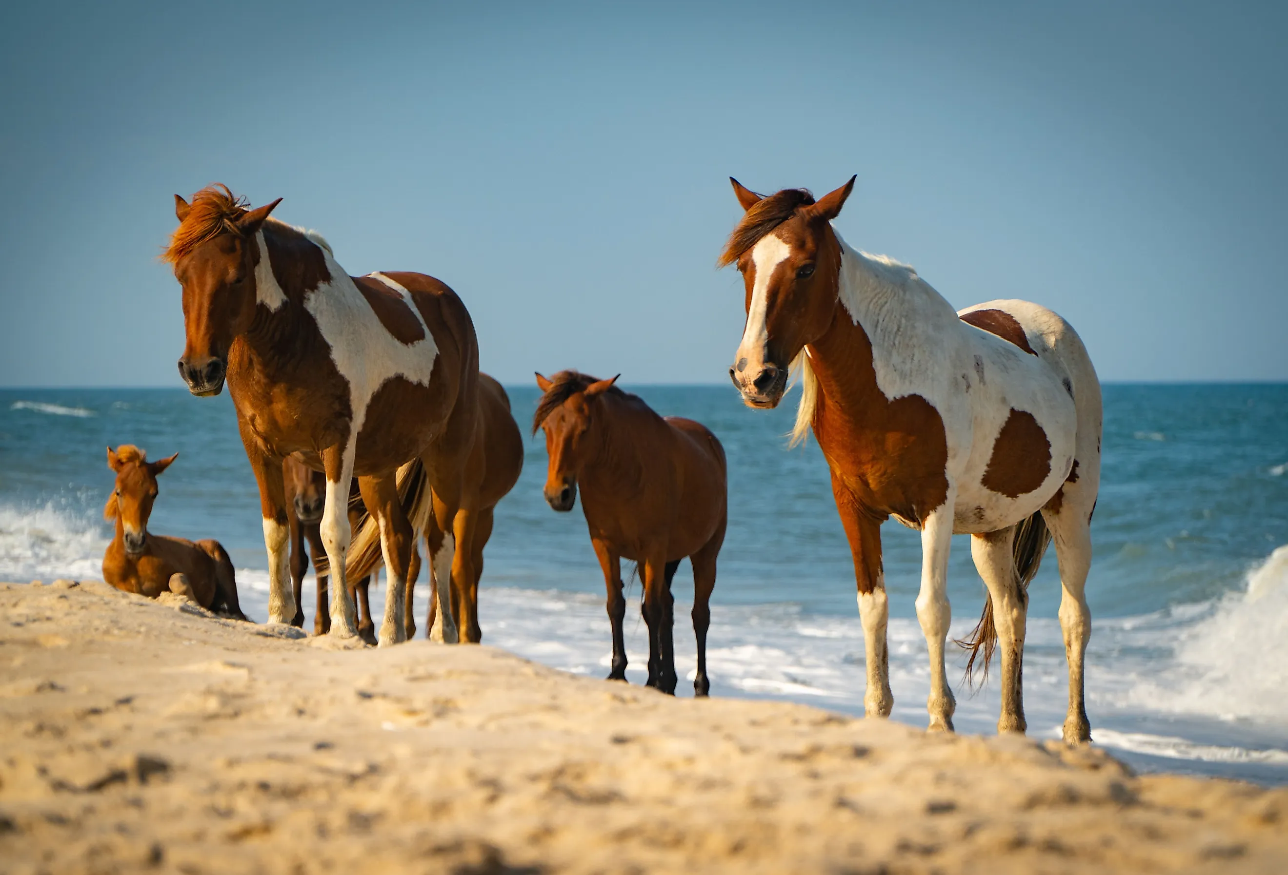 Assateague Island Wild Horses on Beach.