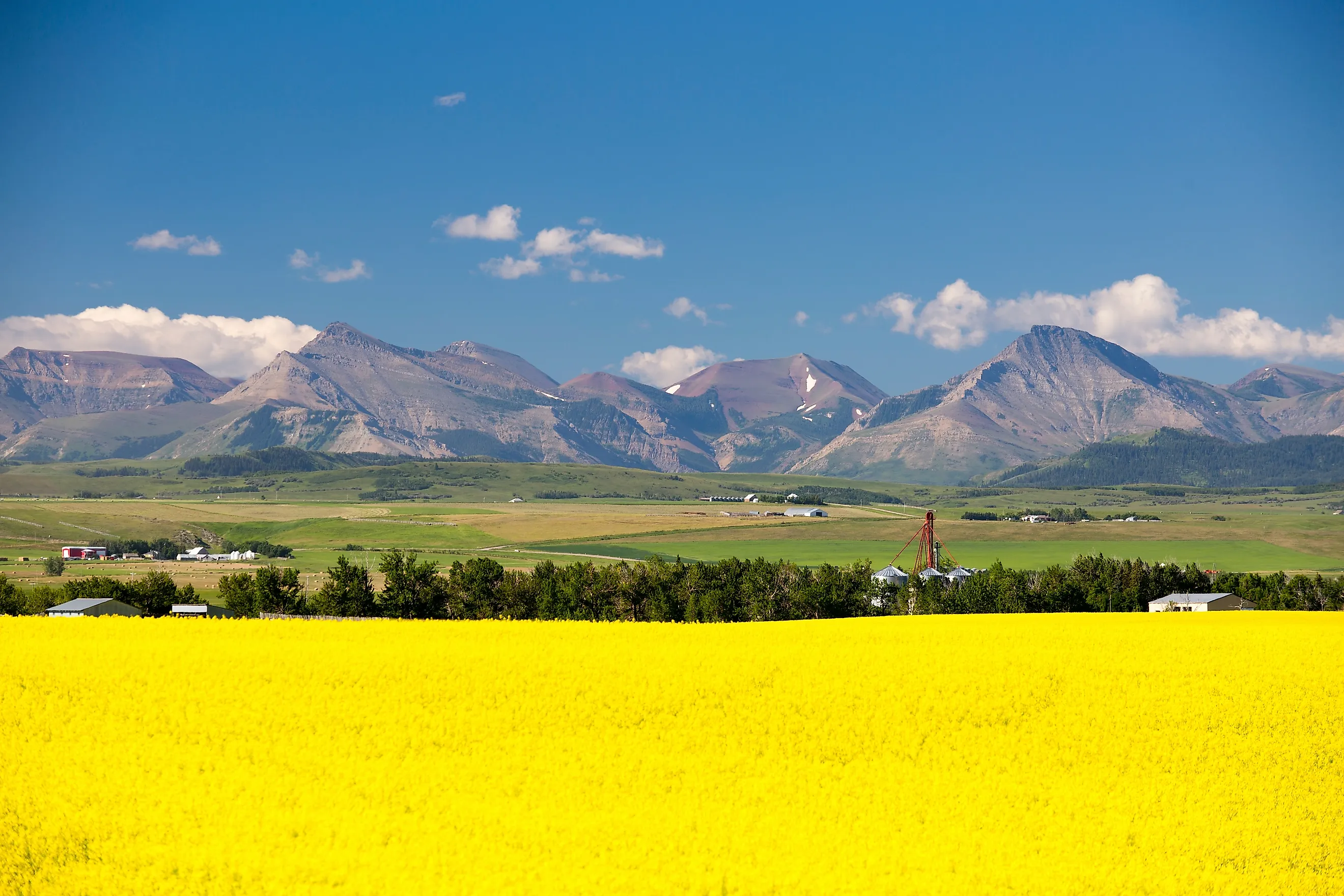 Yellow canola flowers in full bloom in the foothills near Pincher Creek, Alberta.