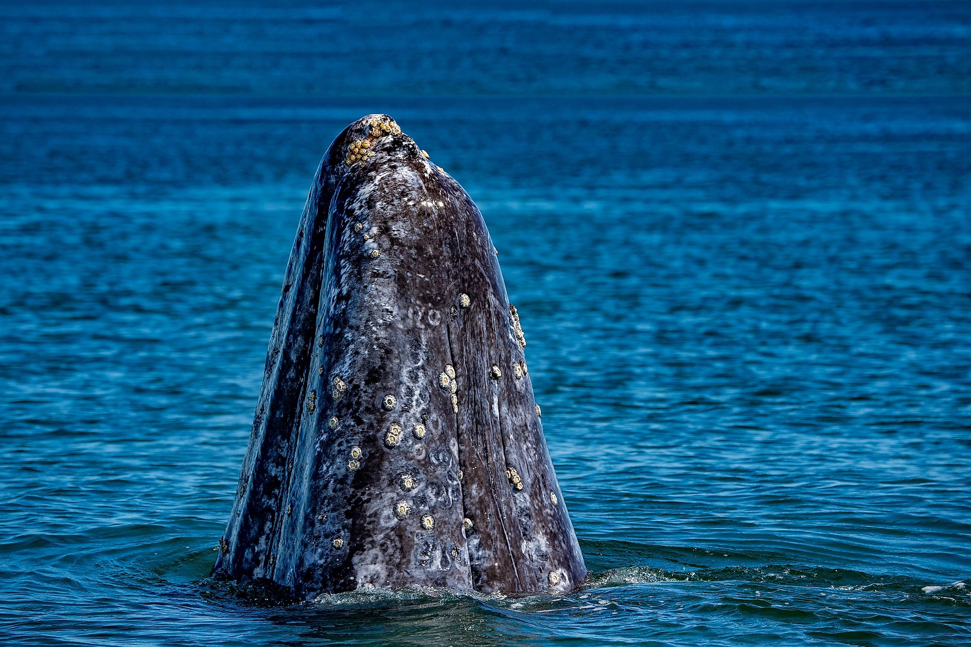 A gray whale in the Pacific Ocean. Image credit: Andrea Izzotti/Shutterstock.com