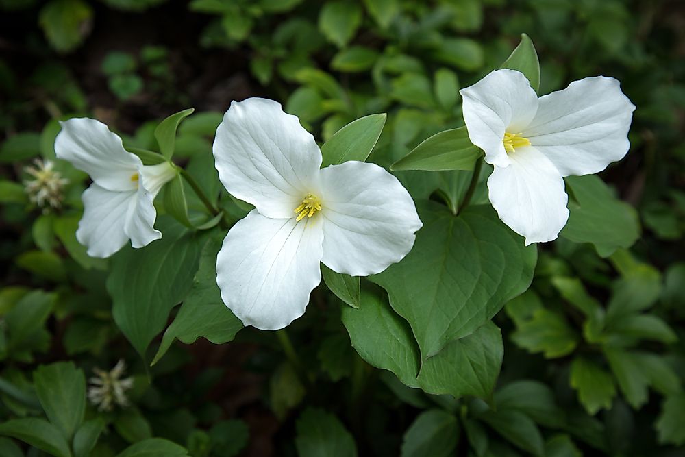 The trillium, Ontario's provincial flower.
