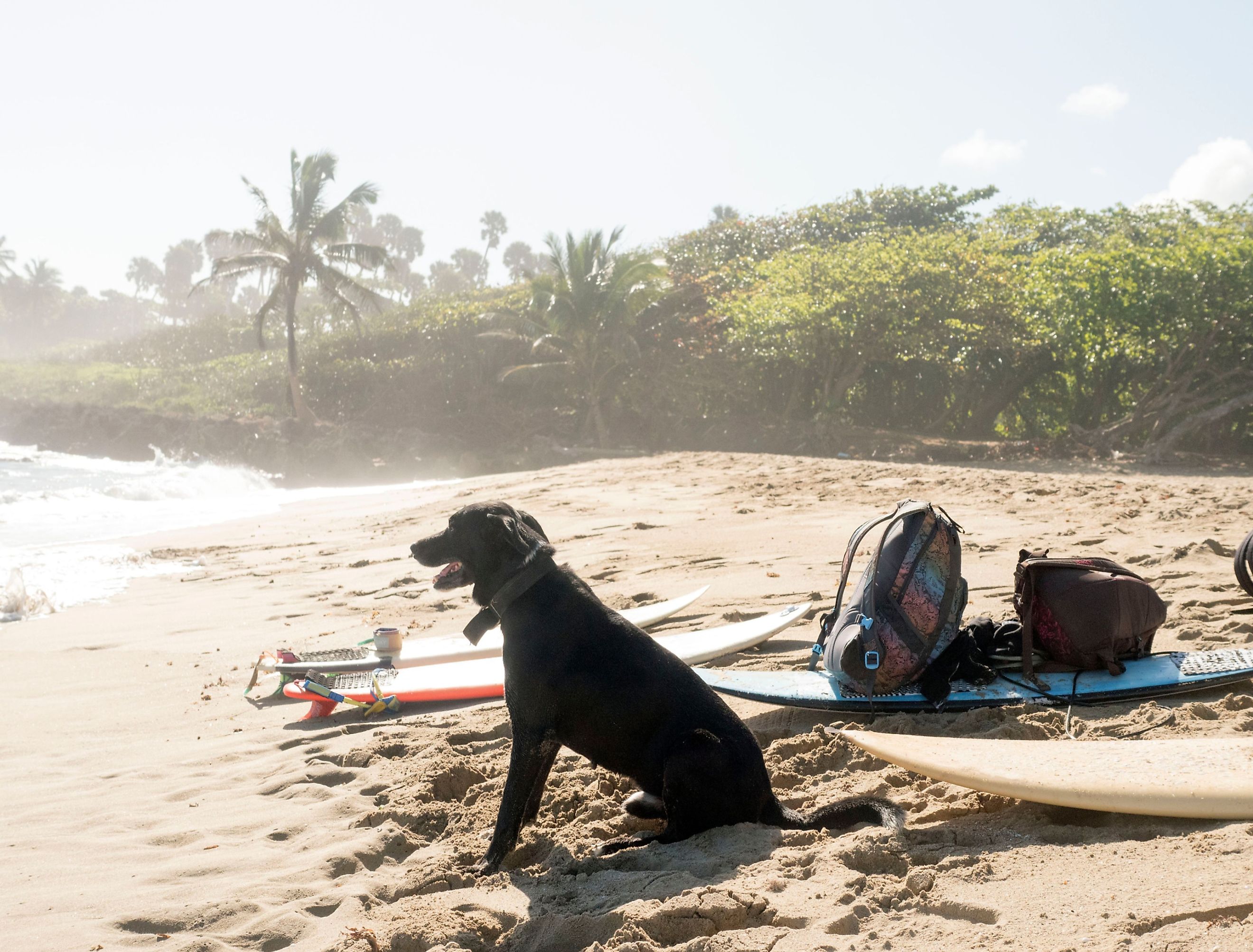 Surfboards, ocean, beach, dog. Image credit Balifilm via shutterstock