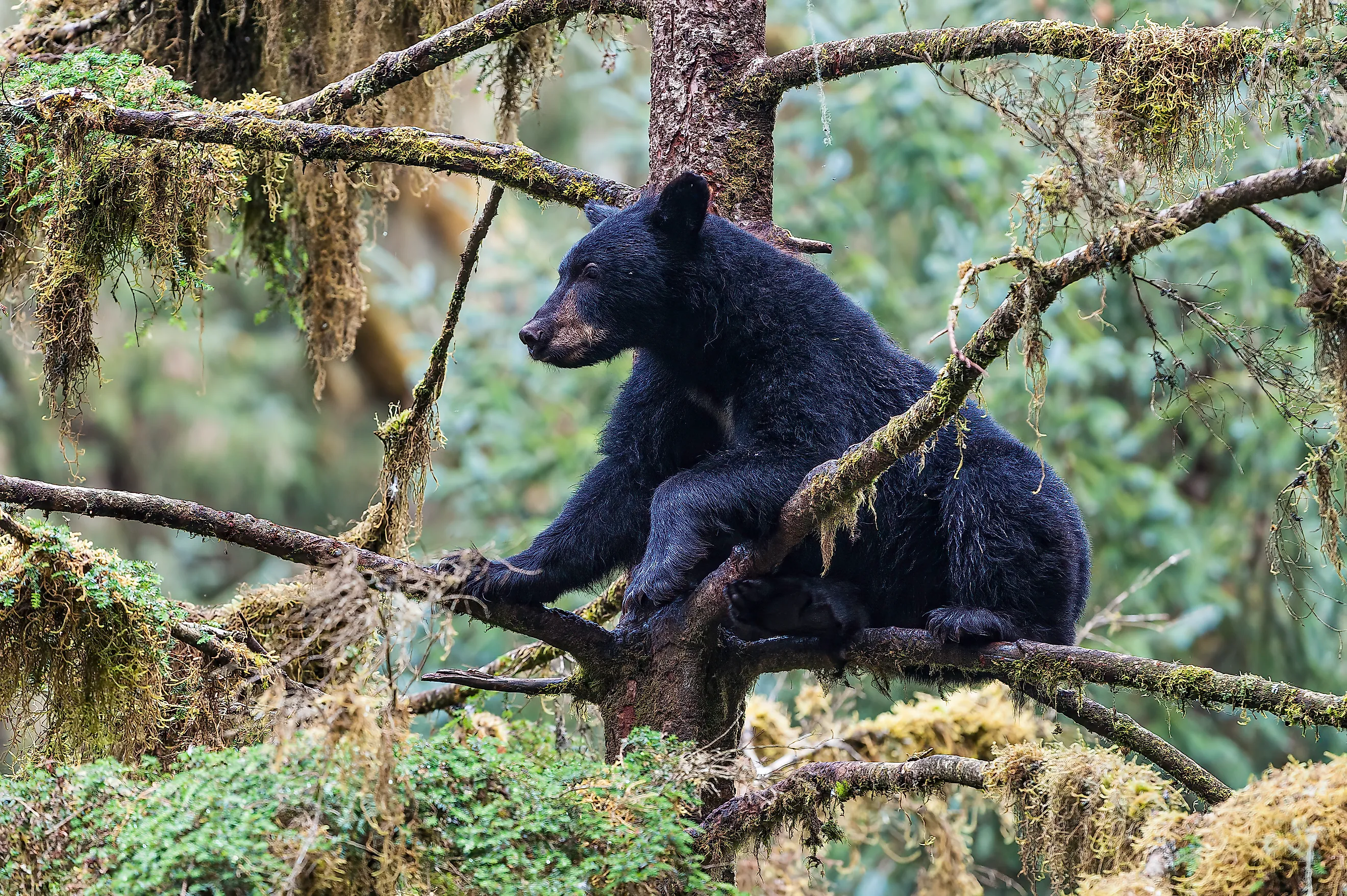 American Black Bear, Ursus americanus, Anan Creek, Tongass National Forest, Alaska. In a tree."n