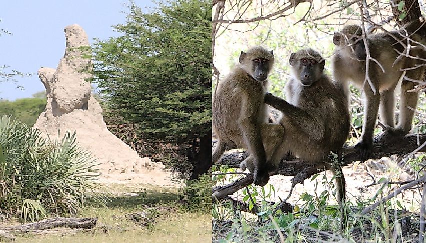 A giant termite mound (left) and monkeys (right) in Namibia's Bwabwata National Park.