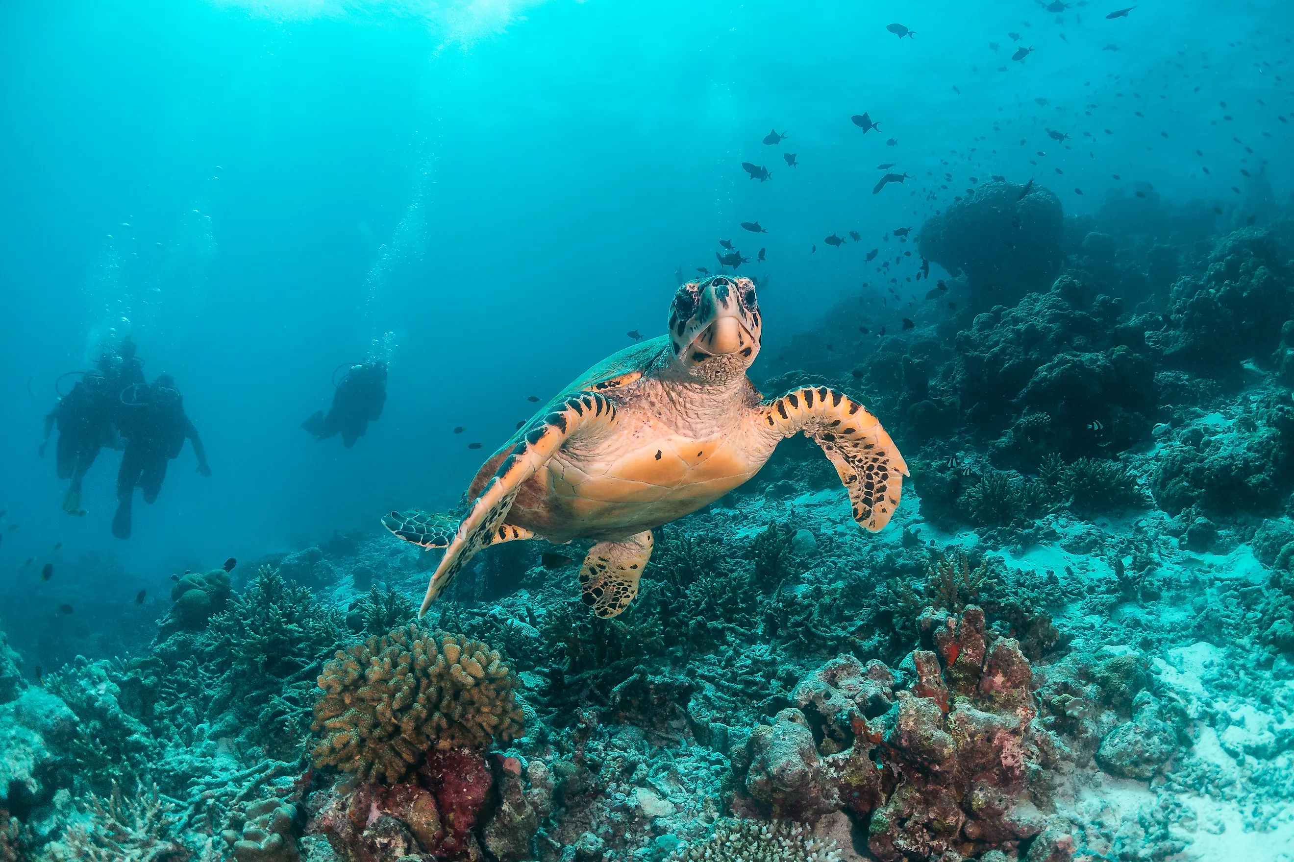 Underwater shot of an endangered hawksbill turtle among beautiful coral reef and tropical fish. 