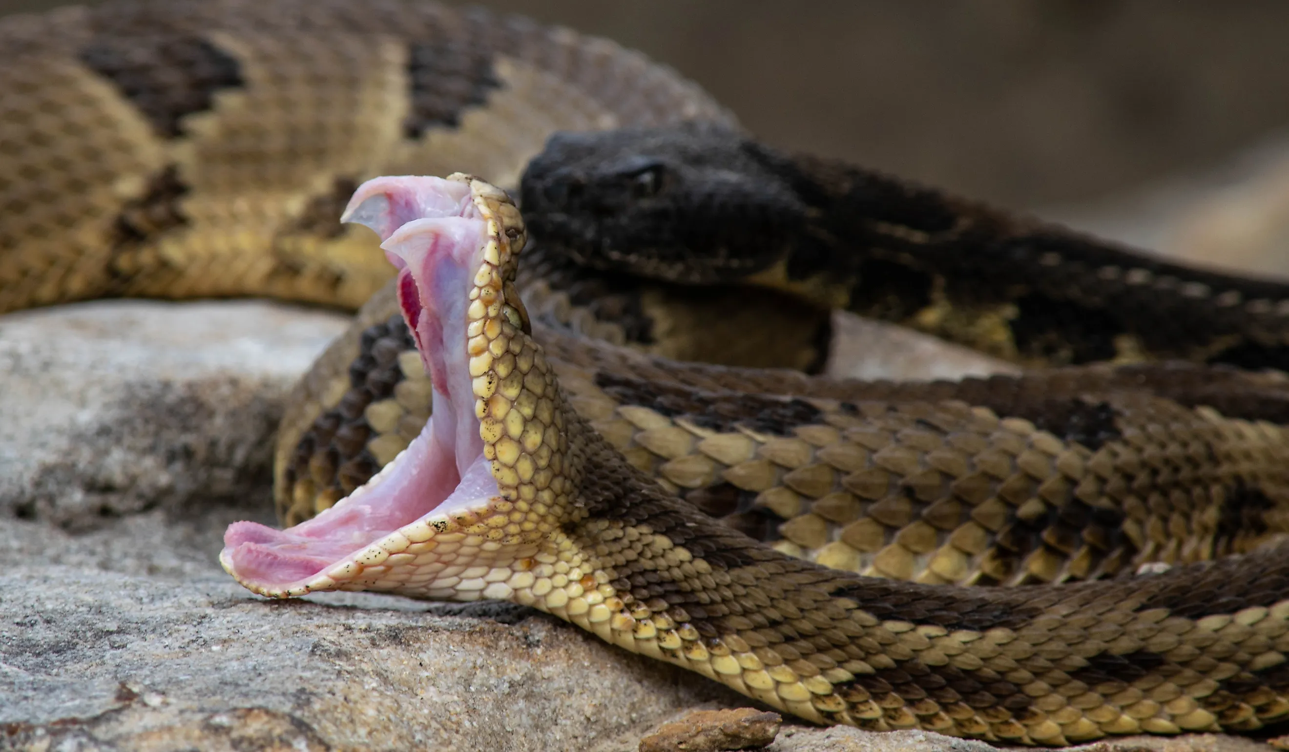 A timber rattlesnake exposes its fangs.