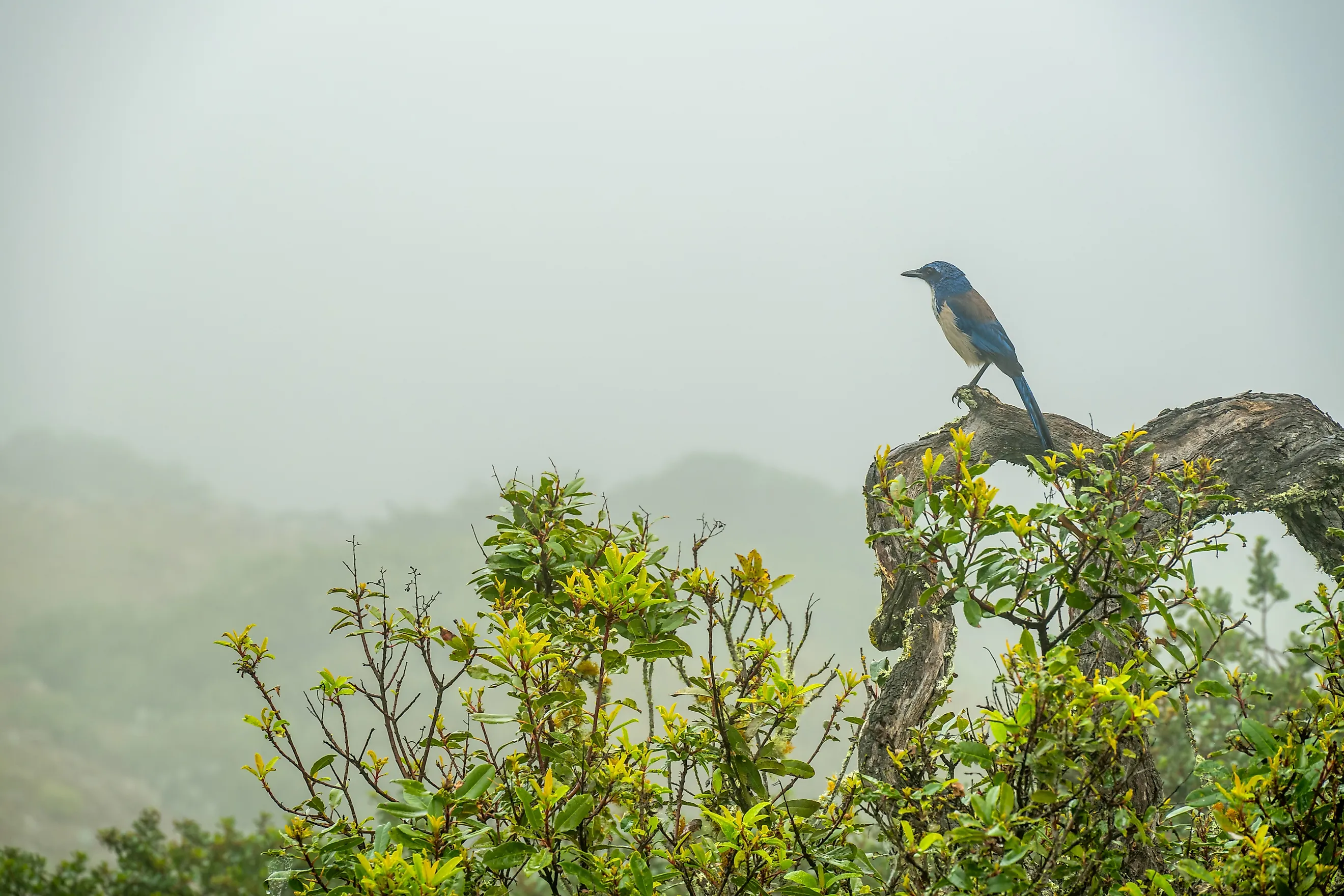 Island Scrub-Jay pauses on a branch on a foggy day in the Channel Islands National Park.