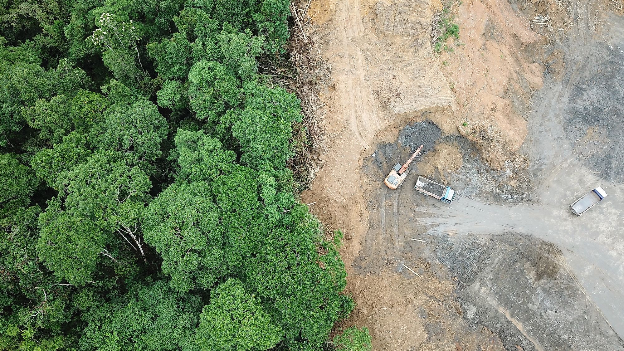 Rainforest jungle in Borneo, Malaysia, destroyed to make way for oil palm plantations.