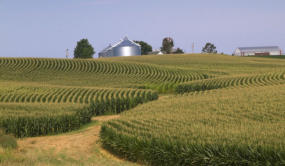 Corn field in Iowa.