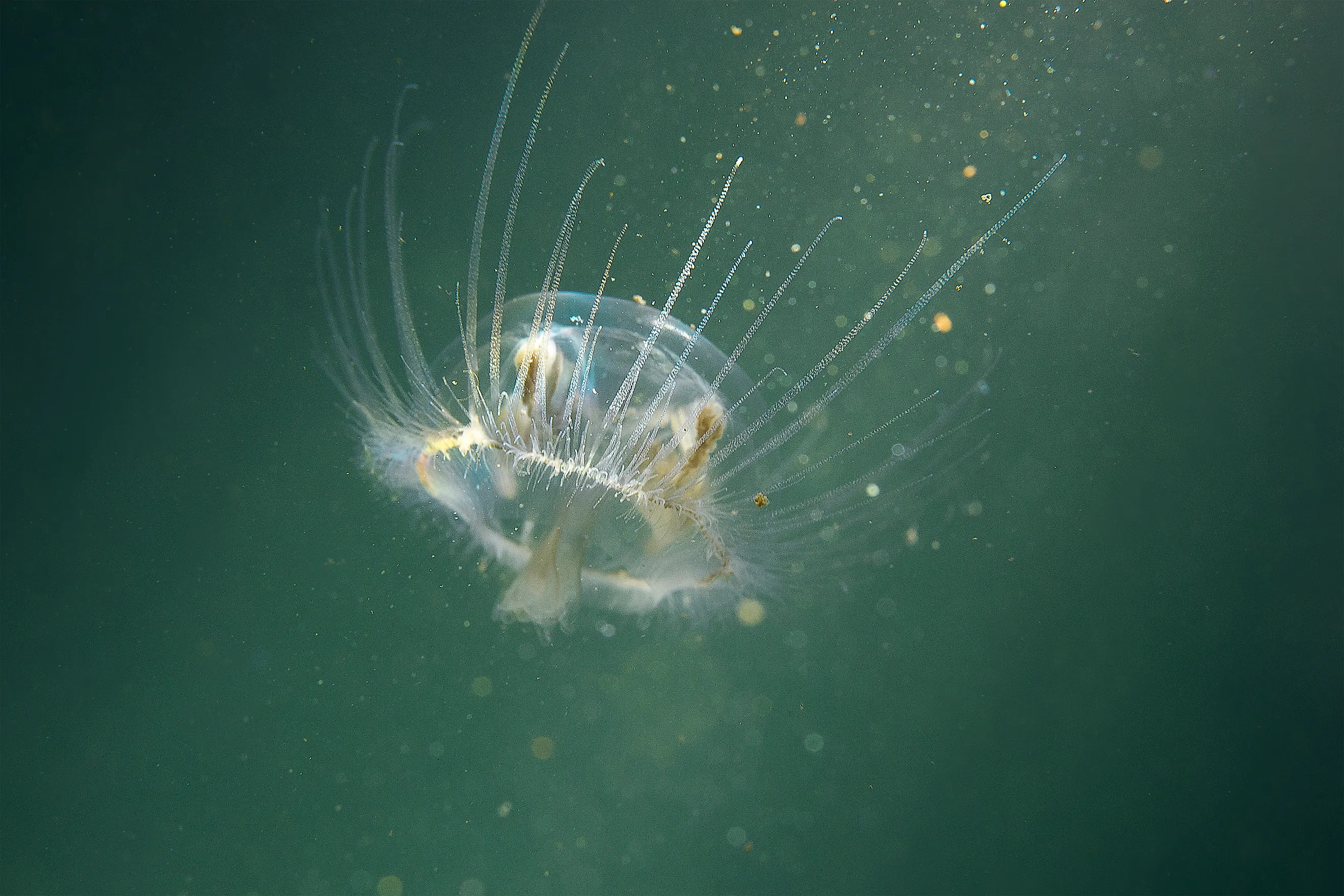 Freshwater jellyfish (Craspedacusta sowerbii)