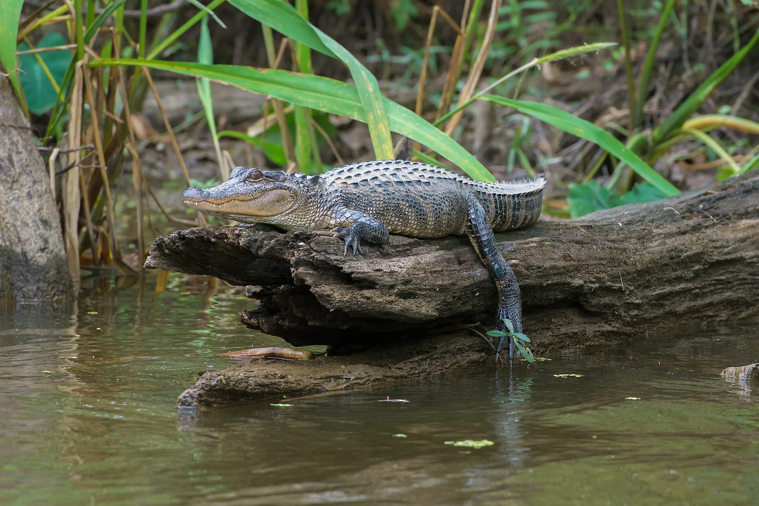 Honey Island Swamp American Alligator