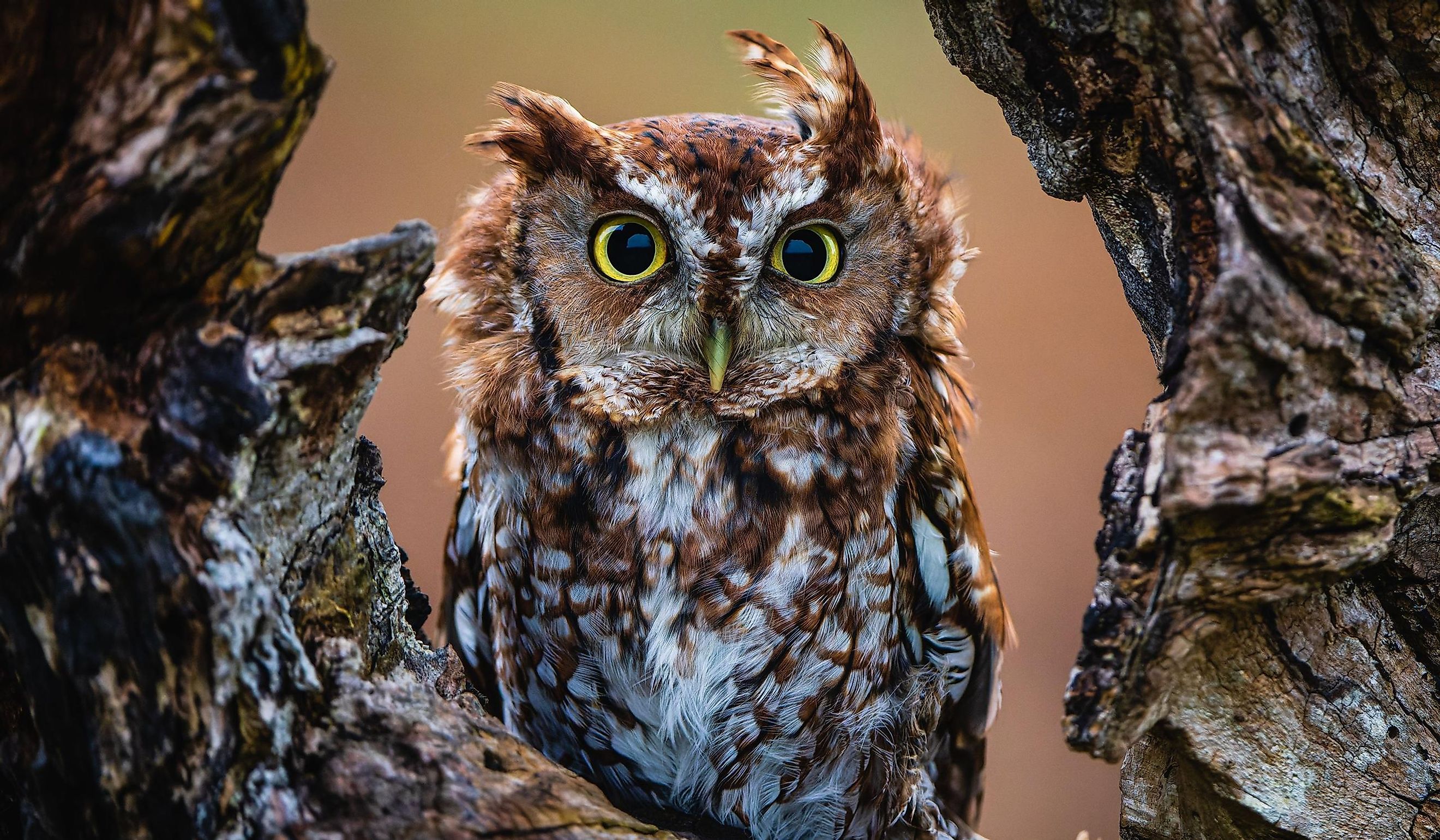 Eastern Screech Owl in Nature.