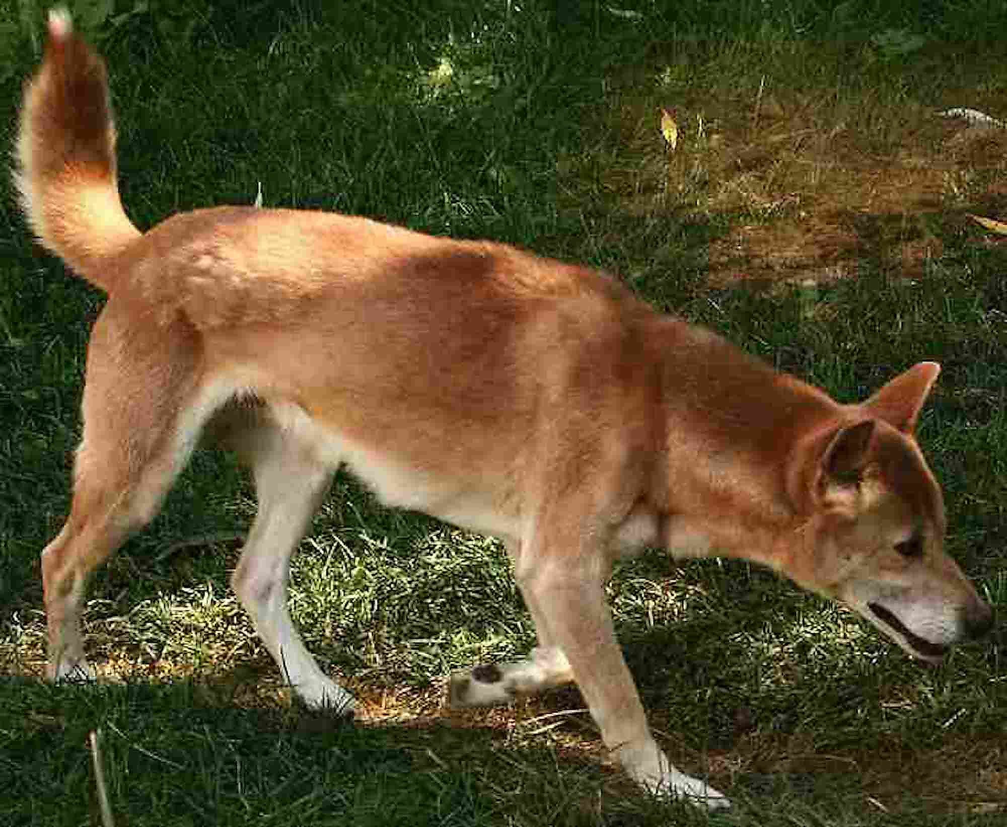 More details A New Guinea Singing Dog, walking on a trail. This species was earlier believed to be extinct.