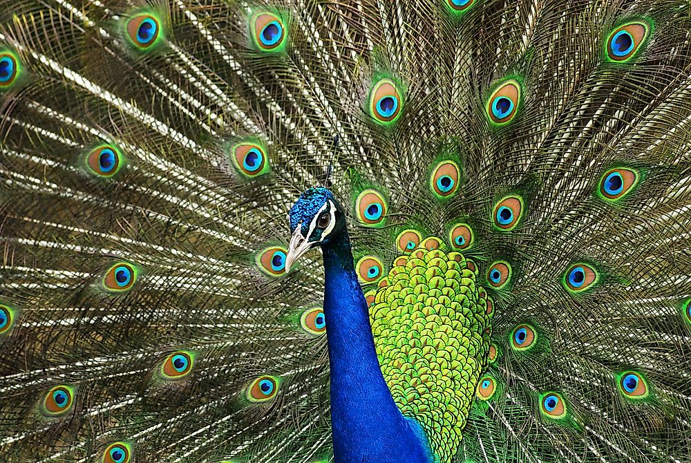 An Indian peafowl, the national bird of India.