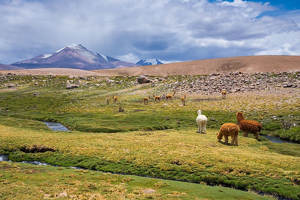 A vicuña grazing with alpacas in Chile.