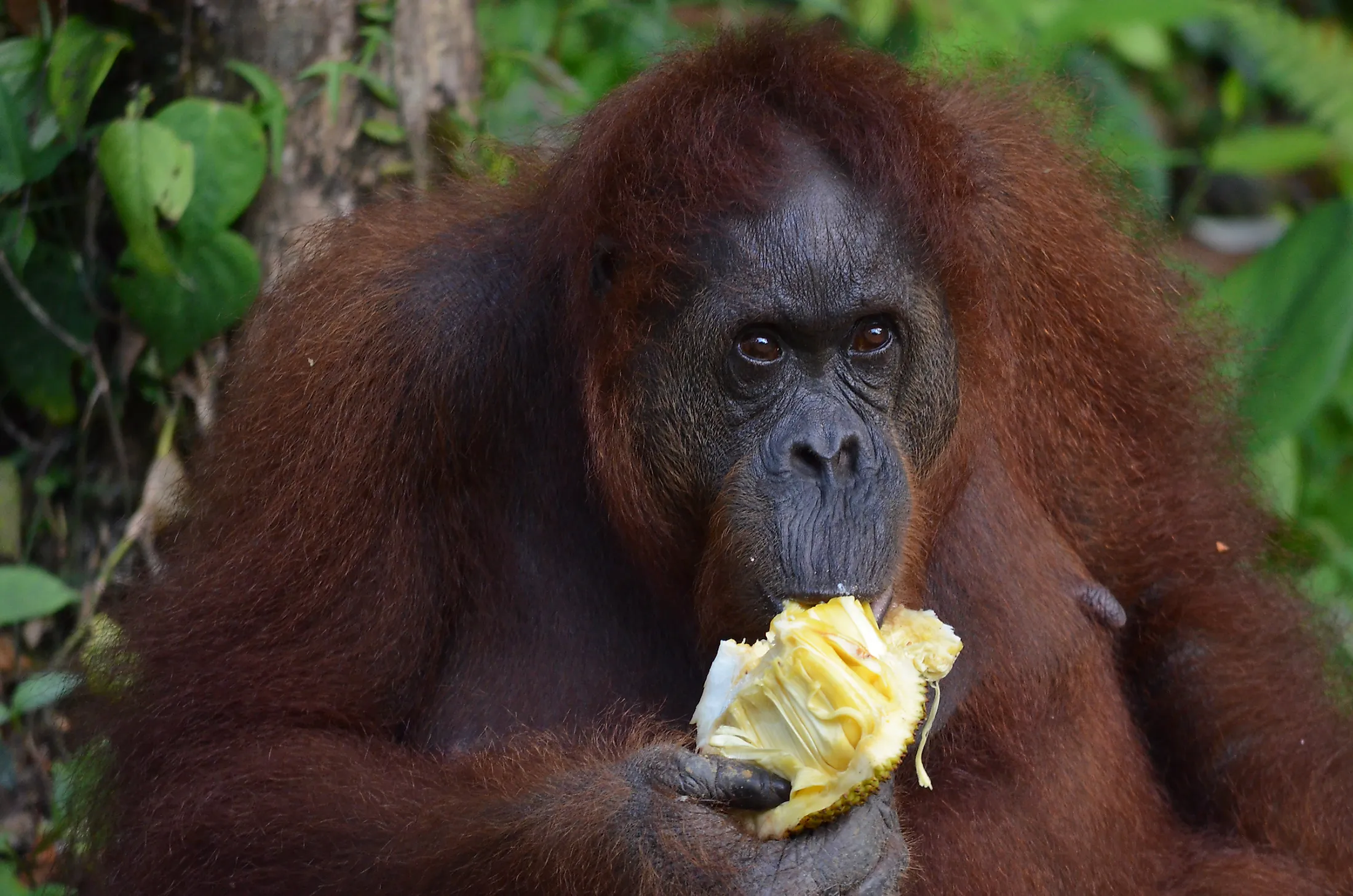 What Do Orangutans Eat  WorldAtlas