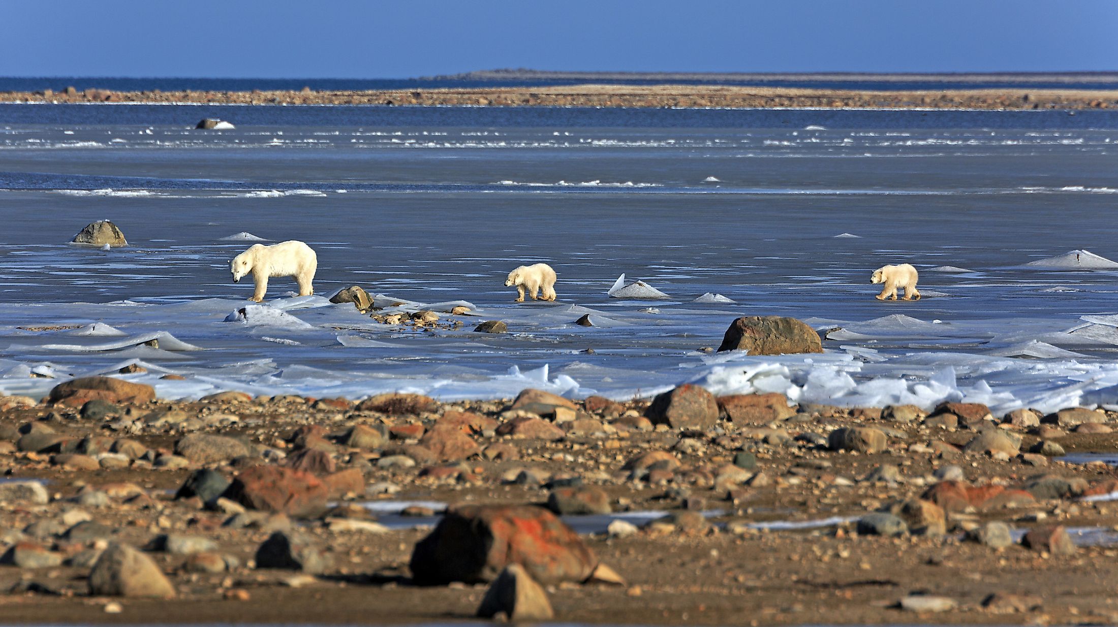 A polar bear family on the ice of the Hudson bay in Canada