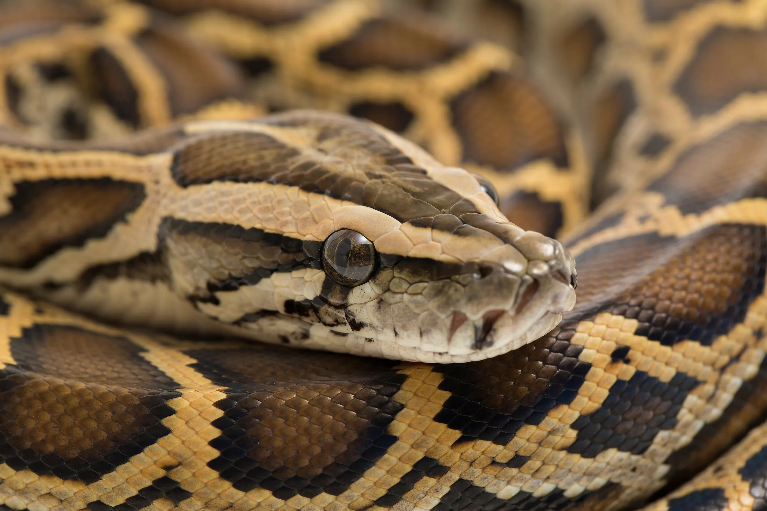 Burmese Python (Credit: dwi putra stock via Shutterstock)