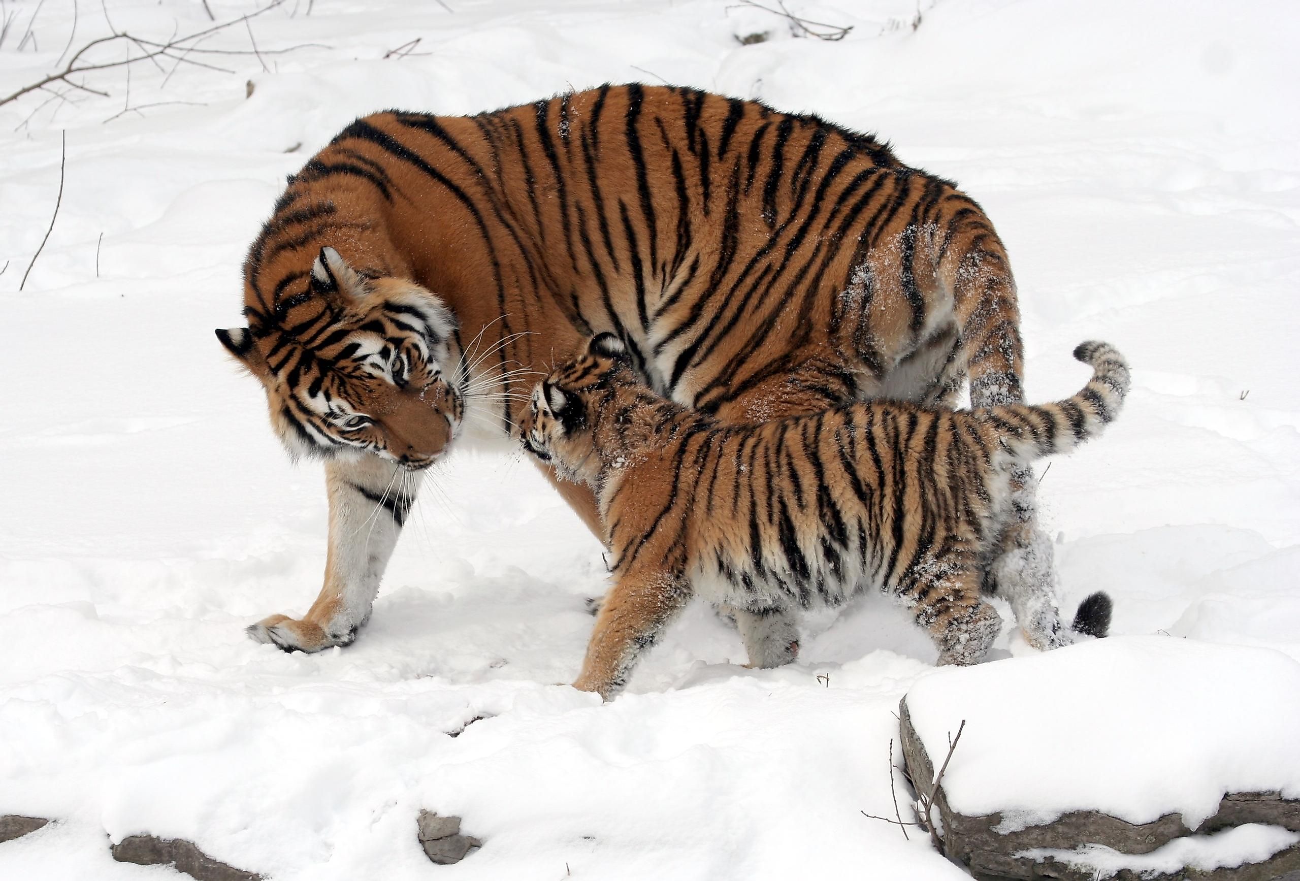 Rare animals of Russia and the world. The rarest animal in the world 88 Rare animals of Russia and the world. The rarest animal in the world 82