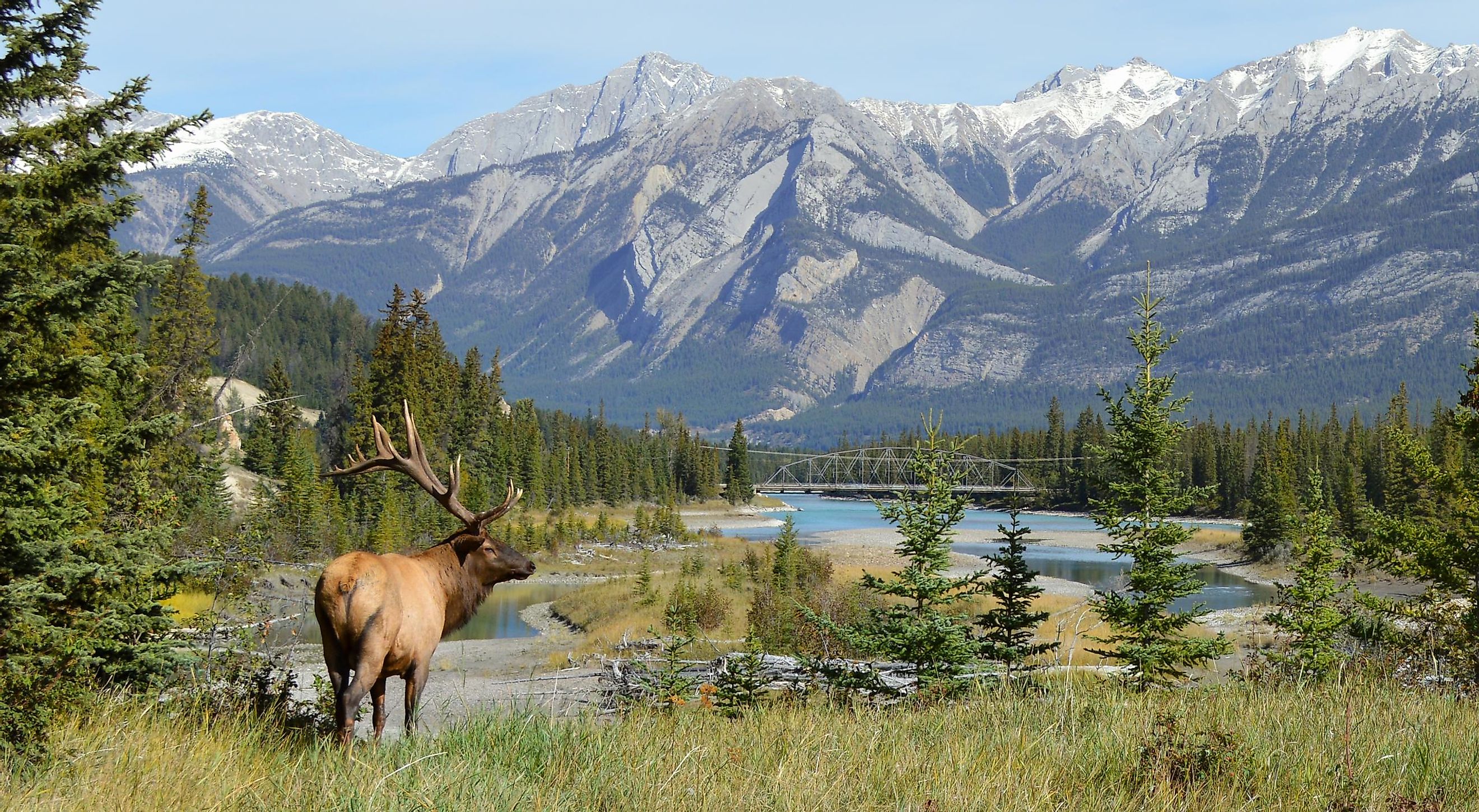 Elk in Jasper National Park, Alberta, Canada