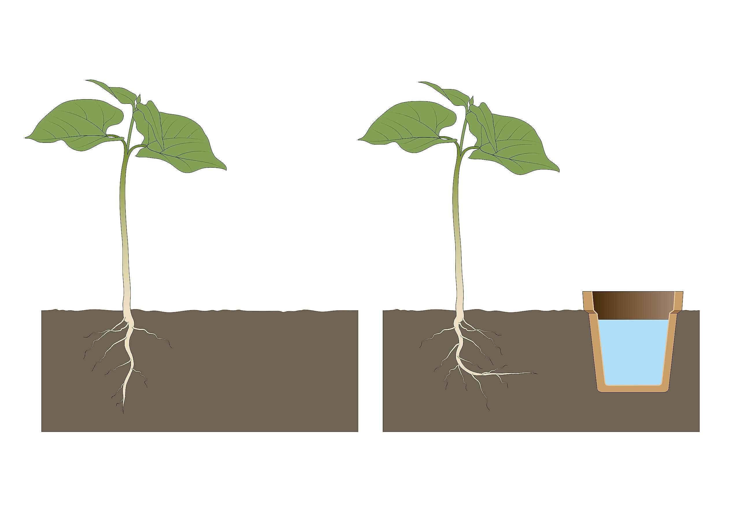 Plants need to control their geotropic tendencies first before they can perform hydrotropism.