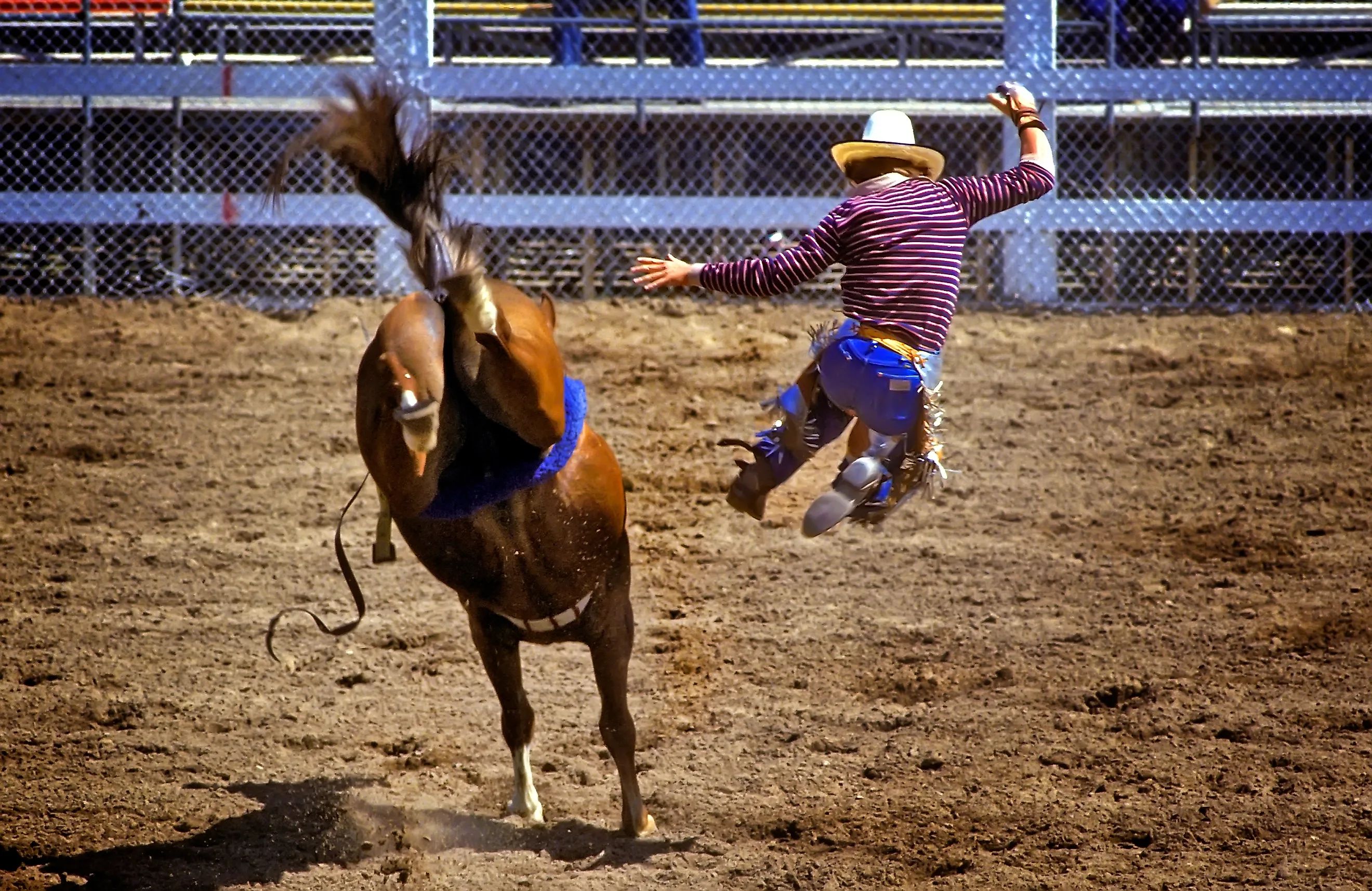 Montana rodeo action rider gets thrown off of horse. Detroit , Michigan. Created 05.11.24 Dennis MacDonald via Shutterstock