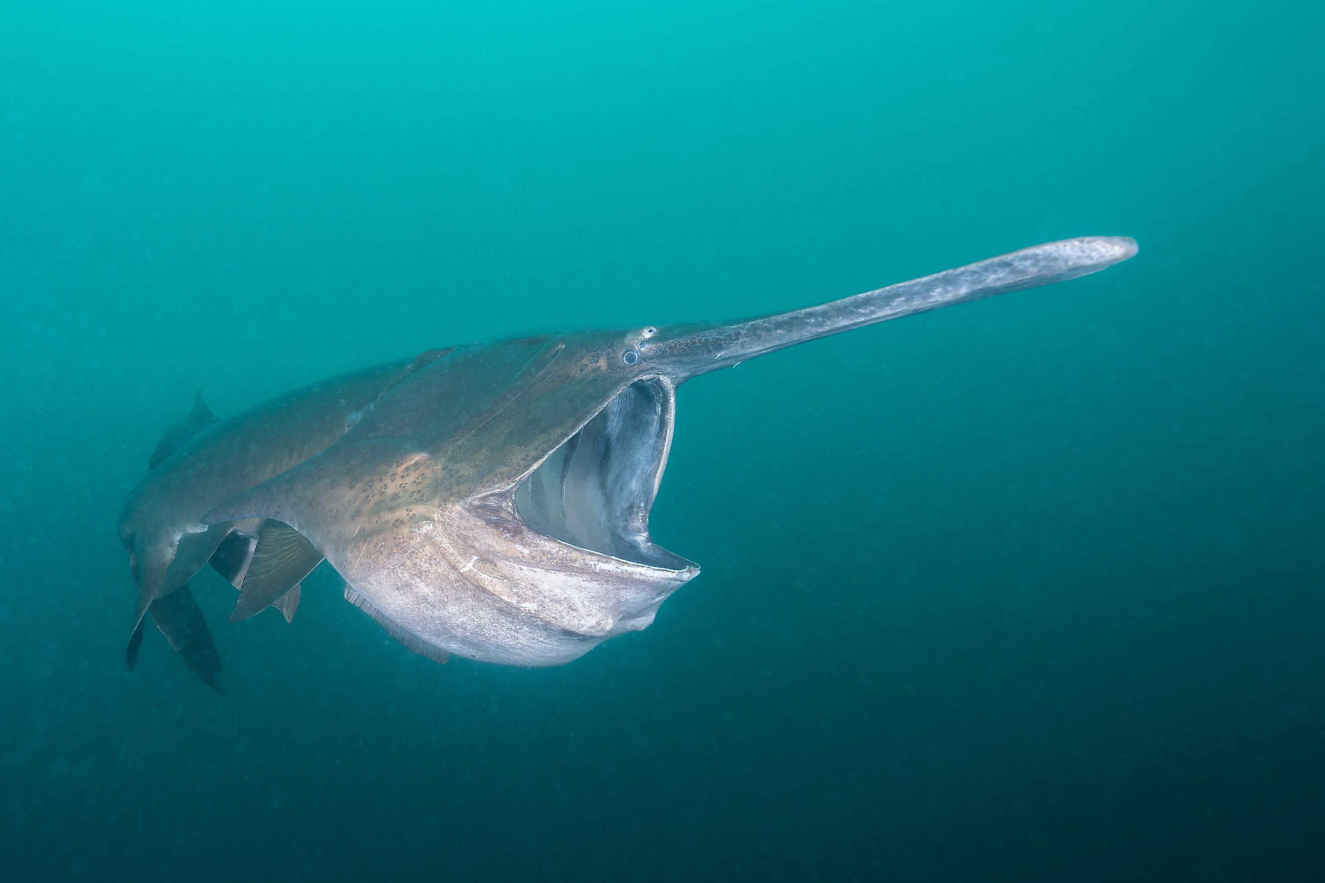 American paddlefish feeding on plankton in lake