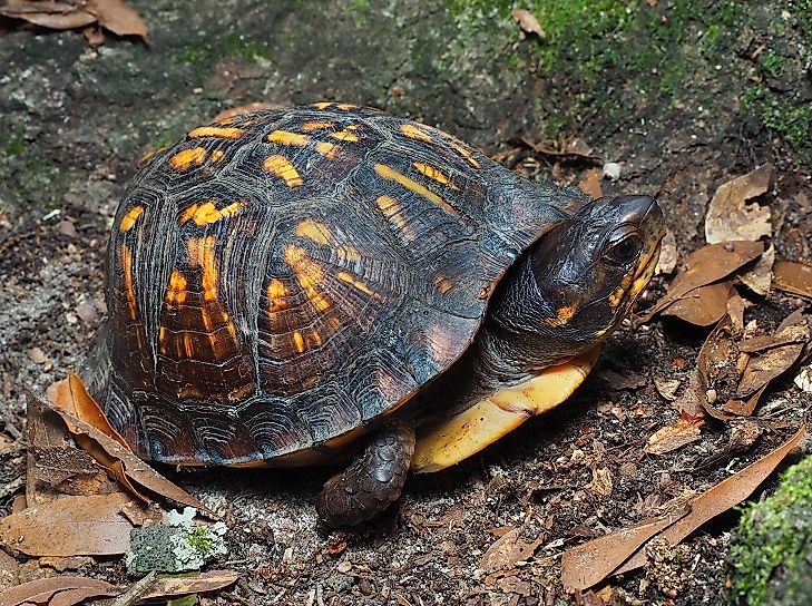 An Eastern Box Turtle on the forest floor.
