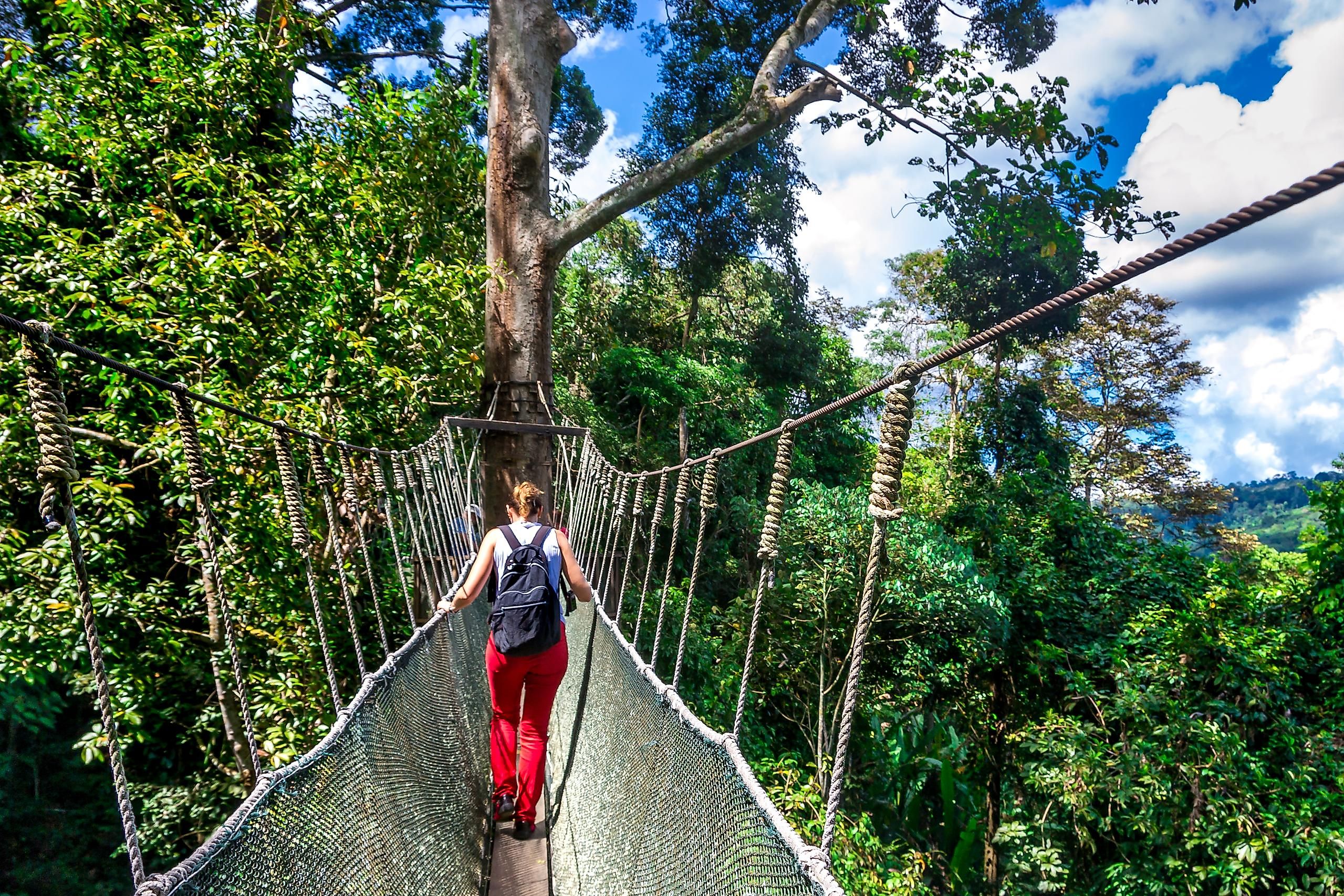 This rainforest makes up the first national park in Malaysia.