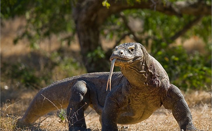 10 Animals That Exhibit Parthenogenesis - WorldAtlas