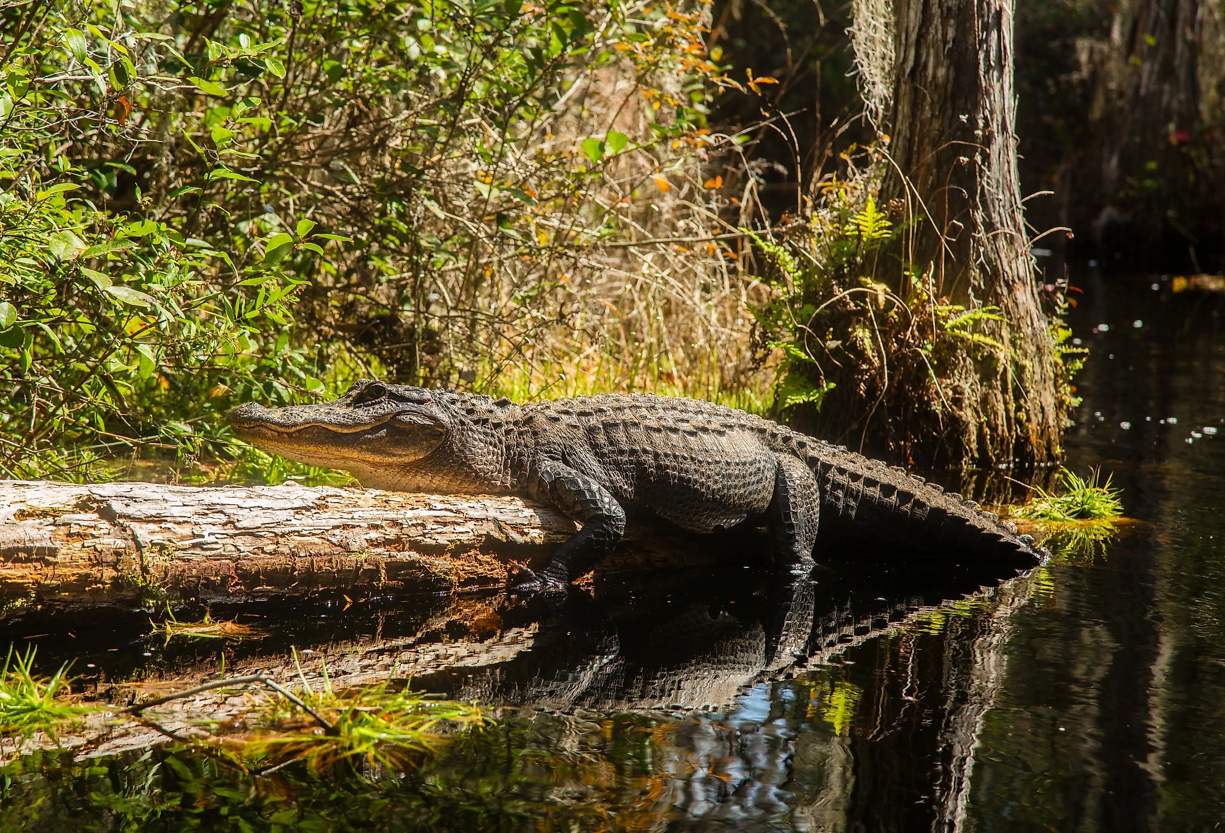 American Alligator in the Okefenokee Swamp, Georgia.