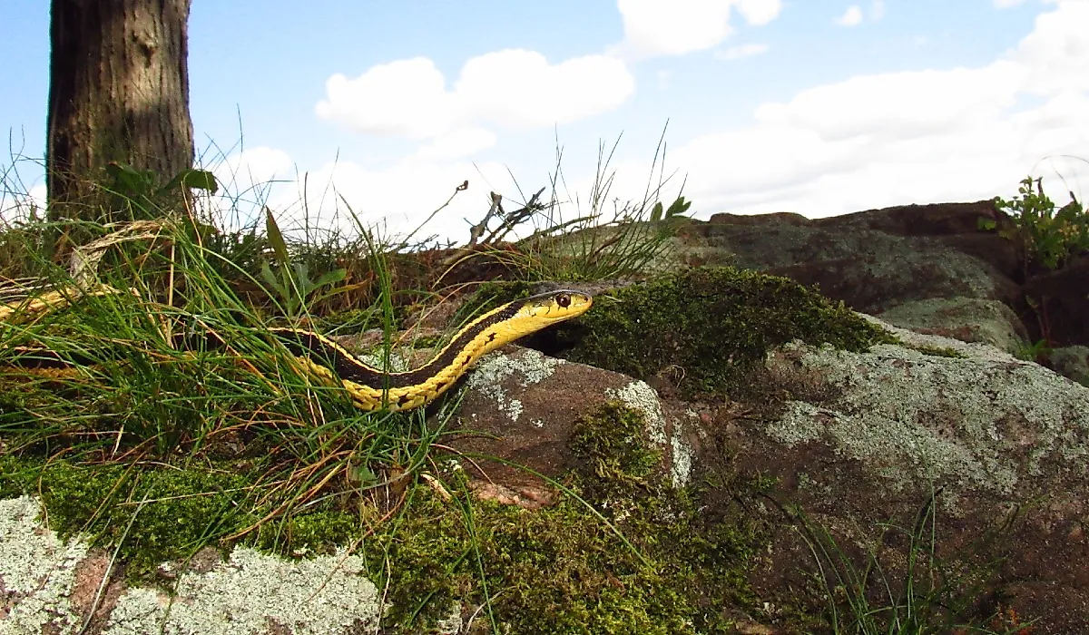 Common garter snake (Thamnophis sirtalis)