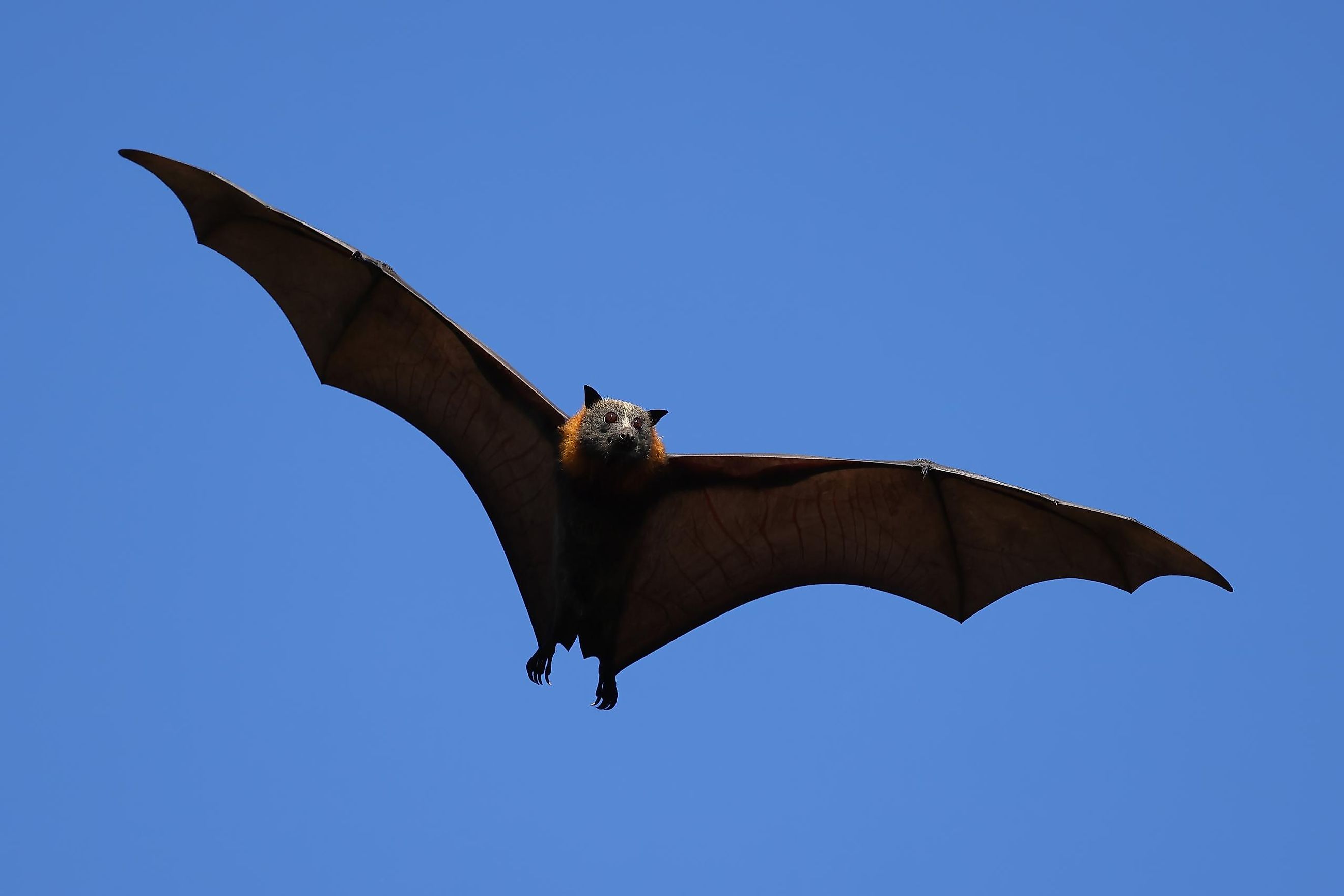 The Largest Bats In The World - WorldAtlas